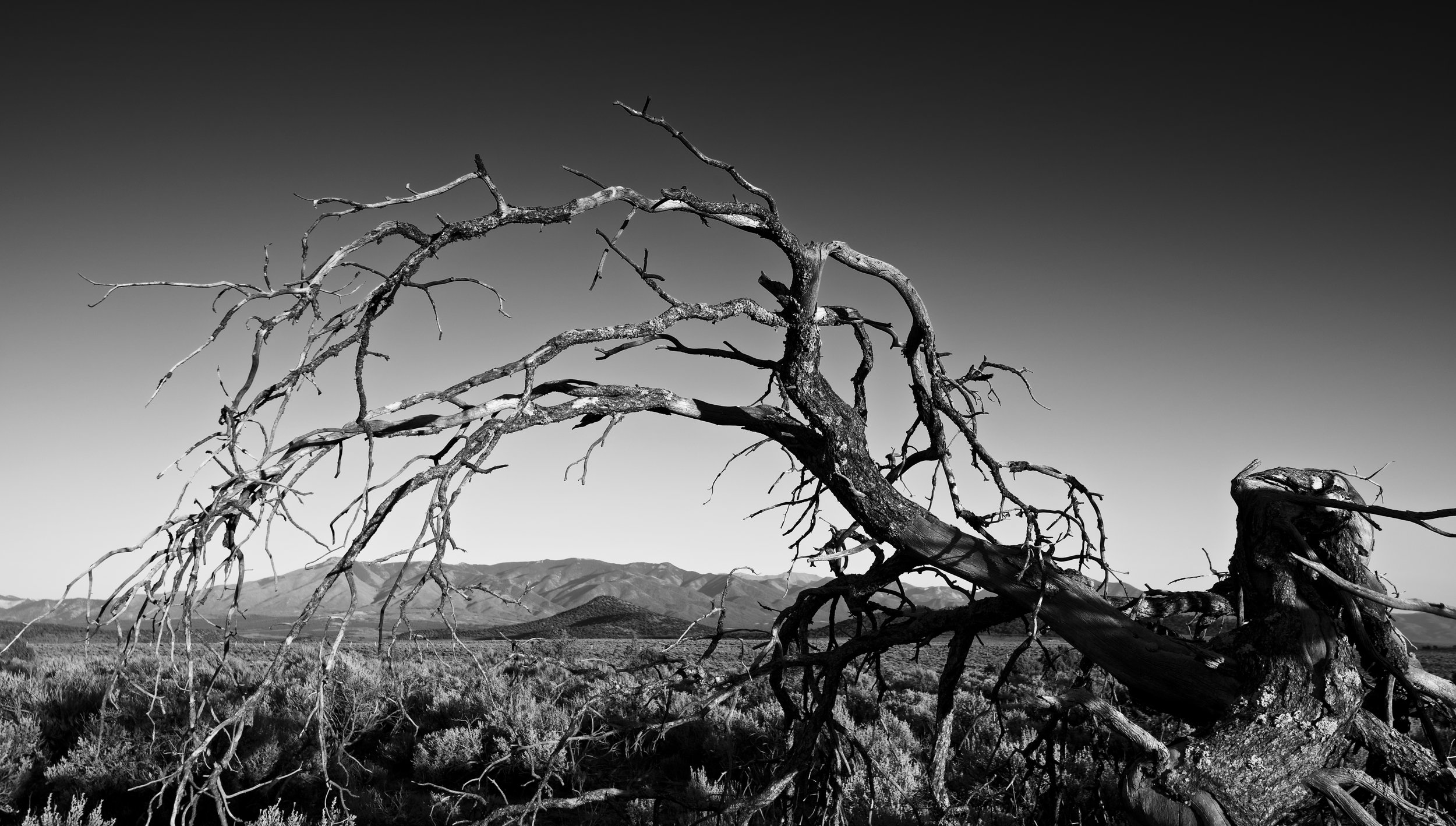 Fallen Tree Mountain Frame