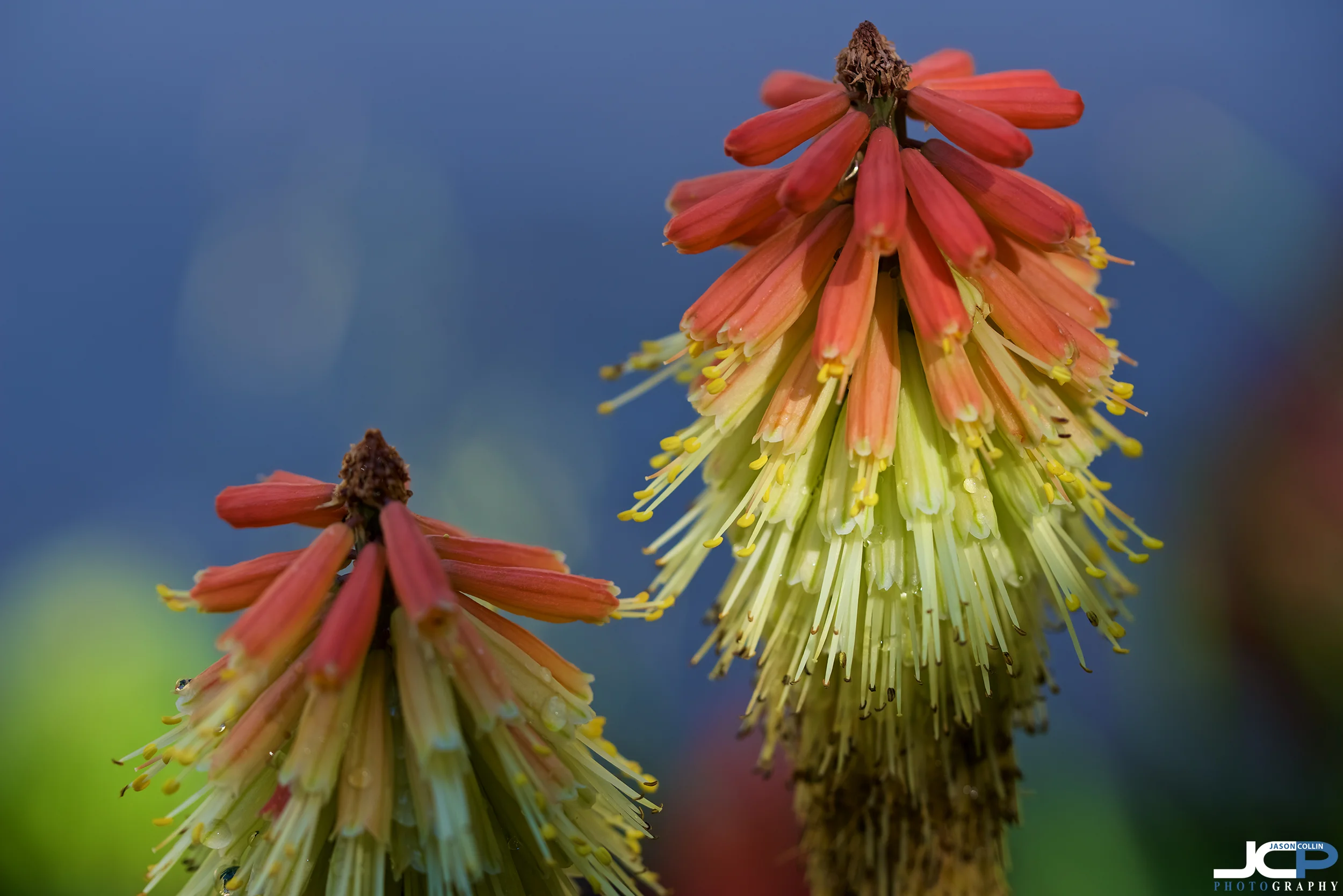 Flowers or rocket popsicles?? Visit Cloudcroft, New Mexico to see them!
