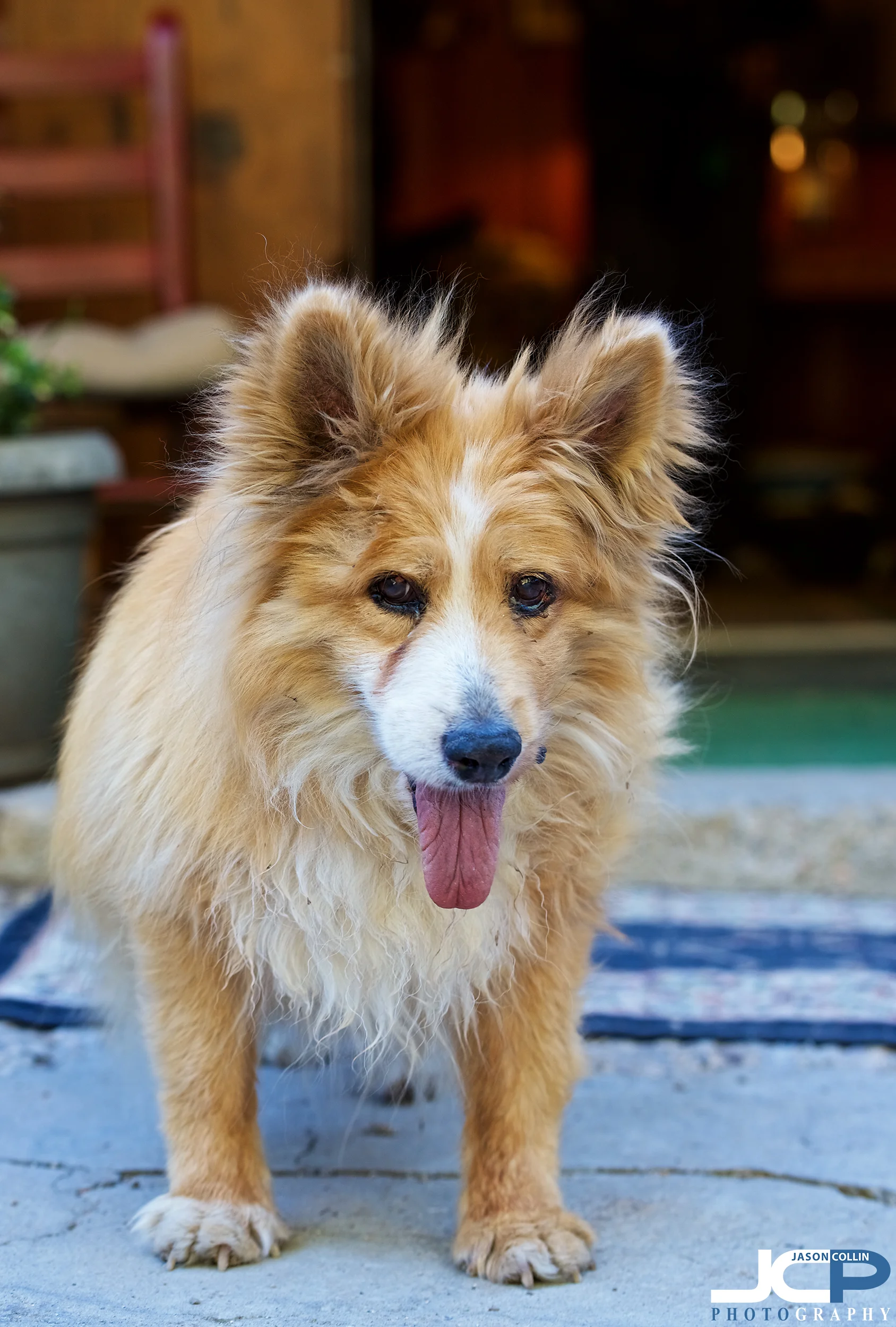 penny-18-year-old-dog.jpg