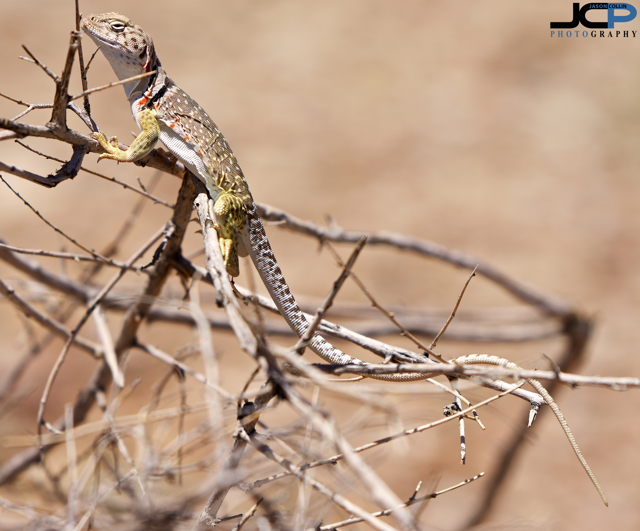 whiptail-lizard-01.jpg