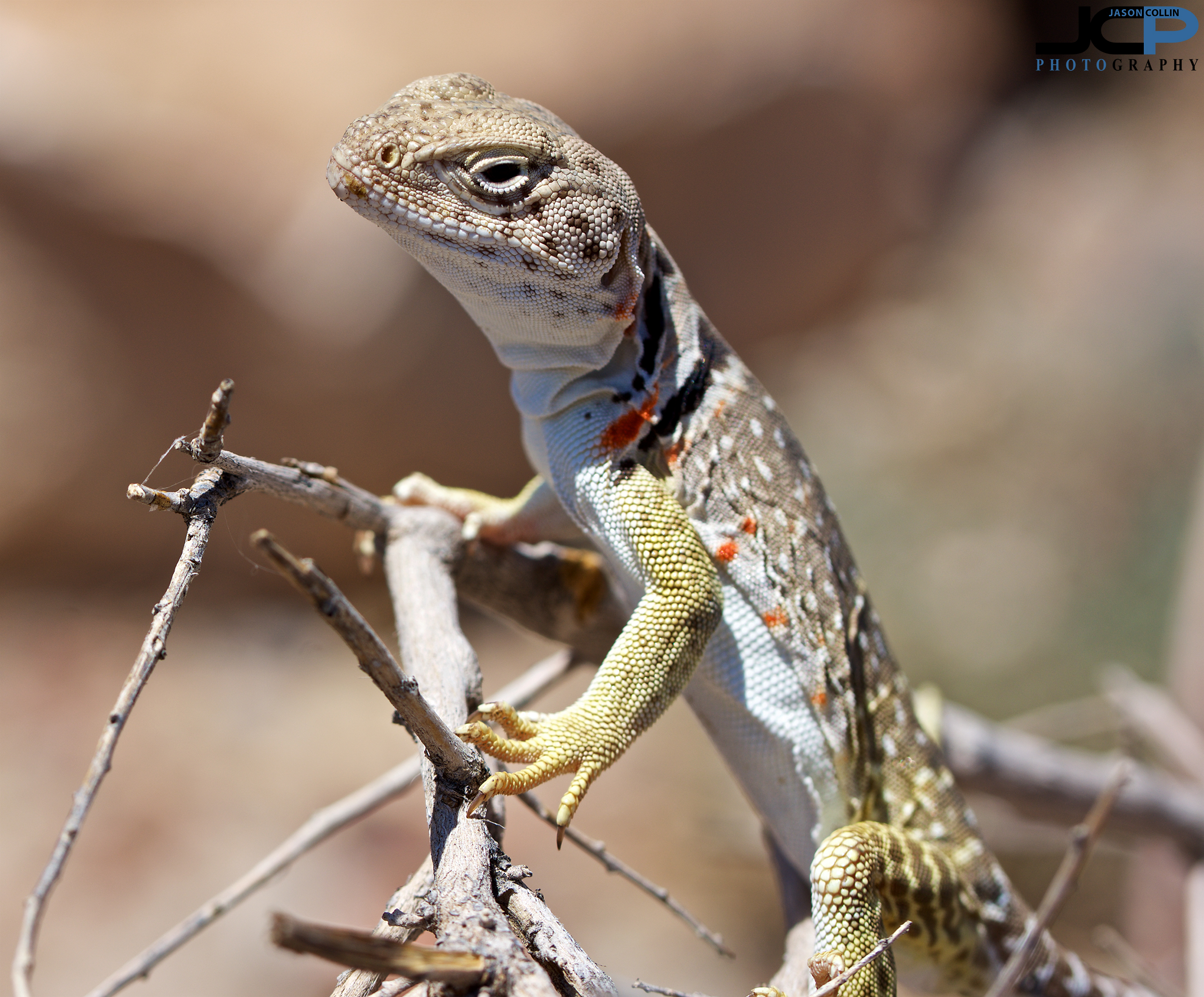 whiptail-lizard-03.jpg