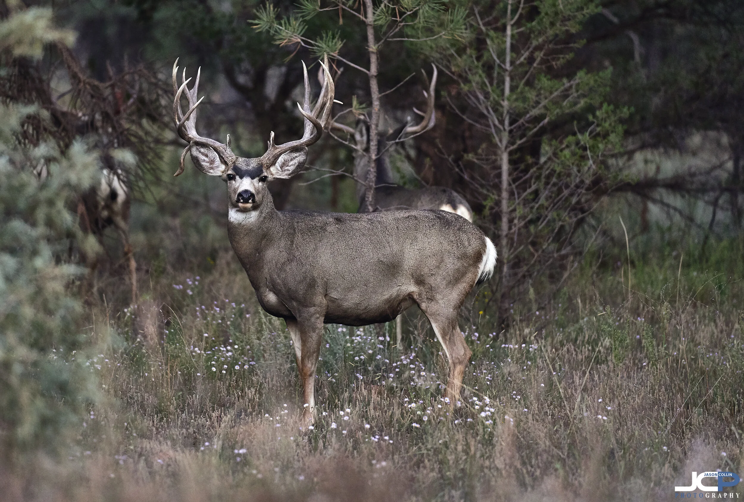Mule Deer Wildlife Photography New Mexico True in Ramah — Jason Collin