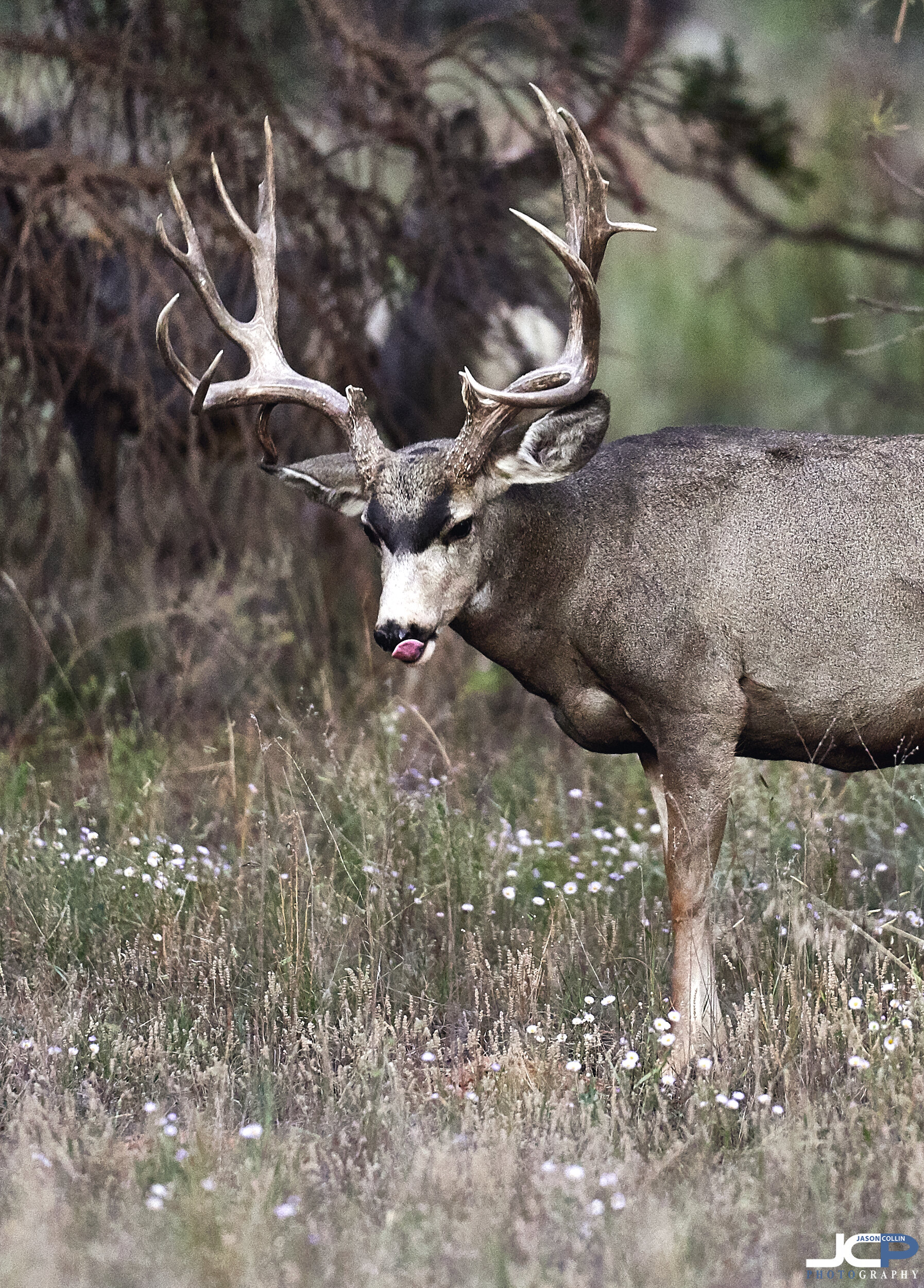 Mule Deer Wildlife Photography New Mexico True in Ramah — Jason Collin ...