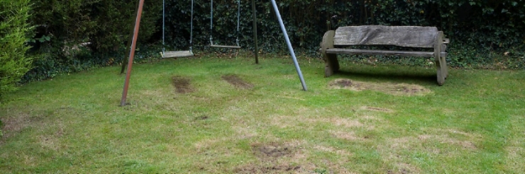 Discoloured due to strong sunlight and not enough water