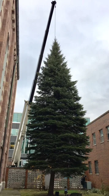 XmasTree.01.jpg