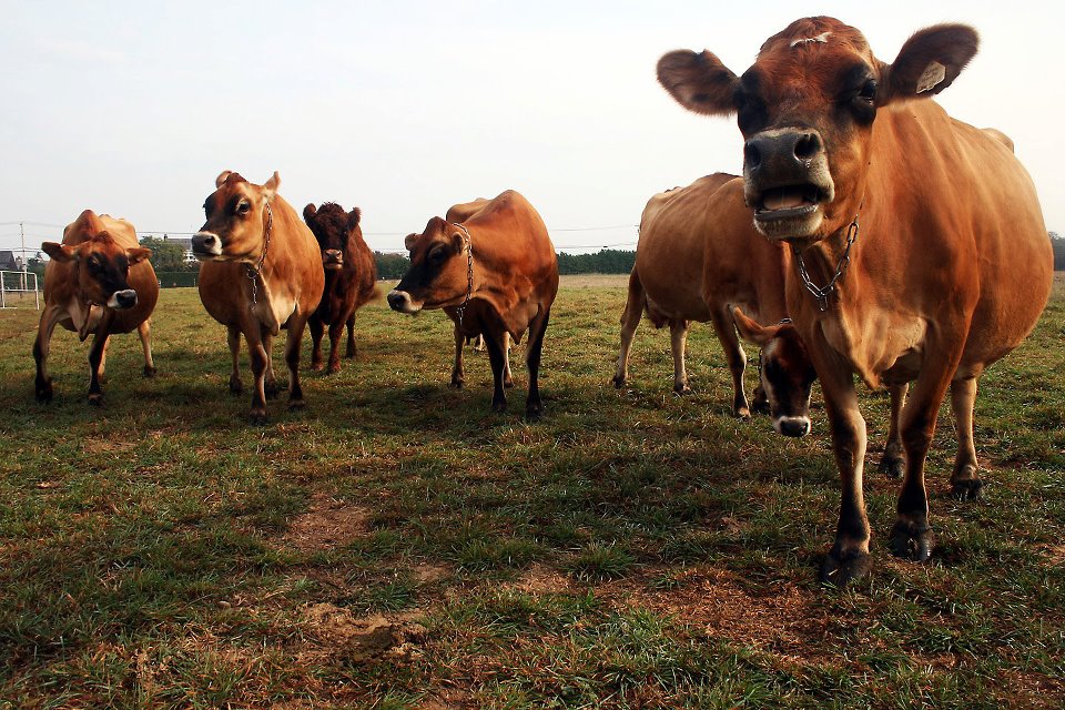 The gals enjoying life out in the pasture.