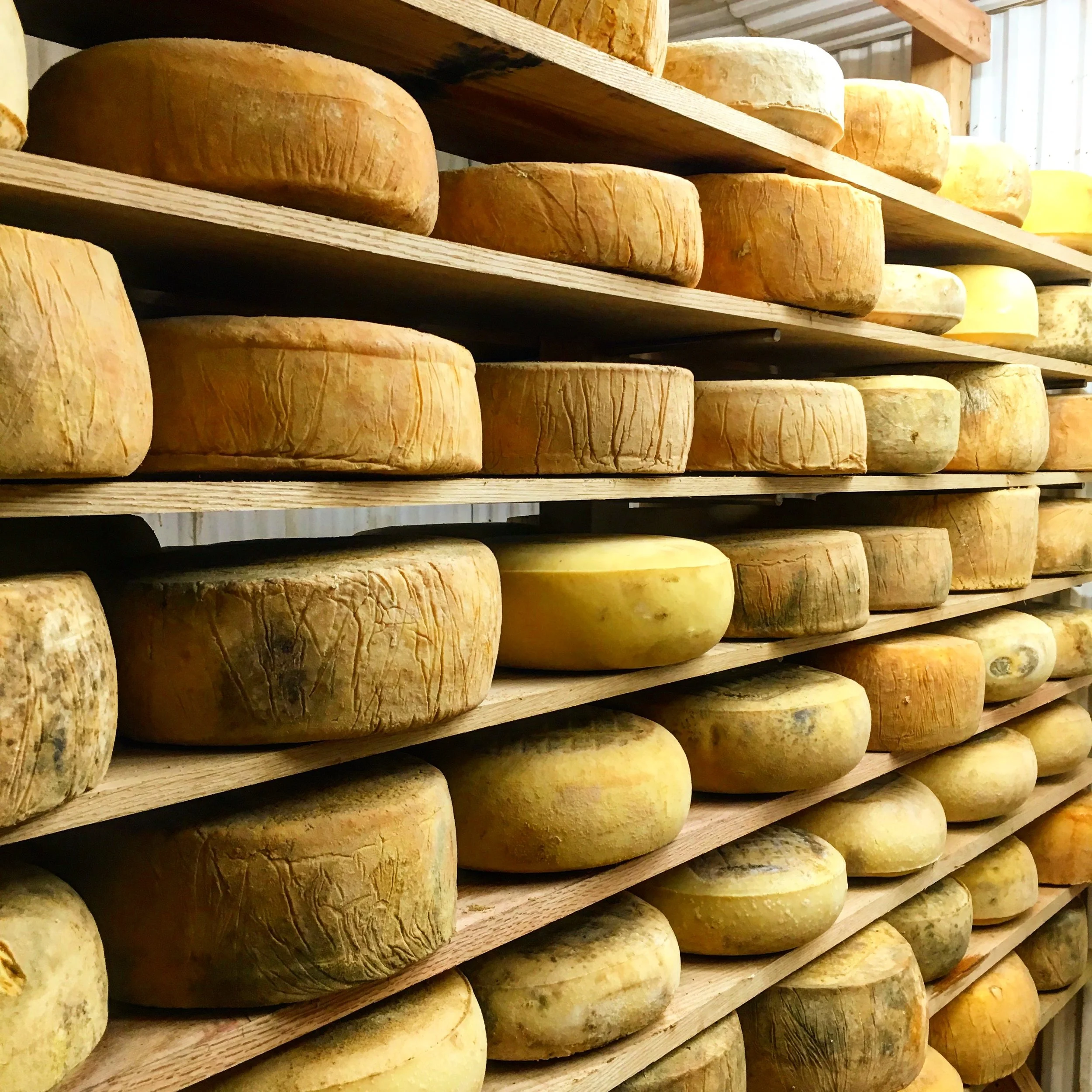Cheesemaker's Apprentice