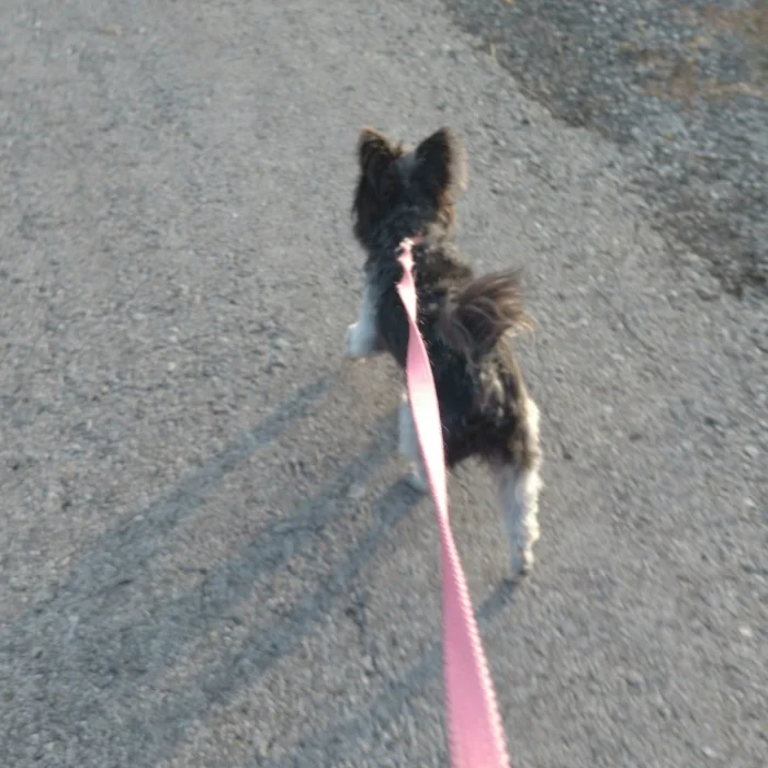 Annajean's "coach", her dog Rat!