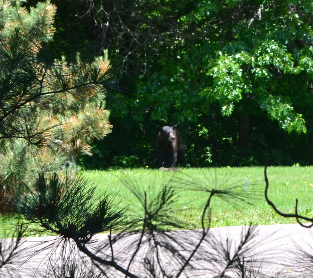 A very large bear. He was quite thrilled to find the neighbor's bird feeder. That's it in pieces at his feet--down there by his claws.