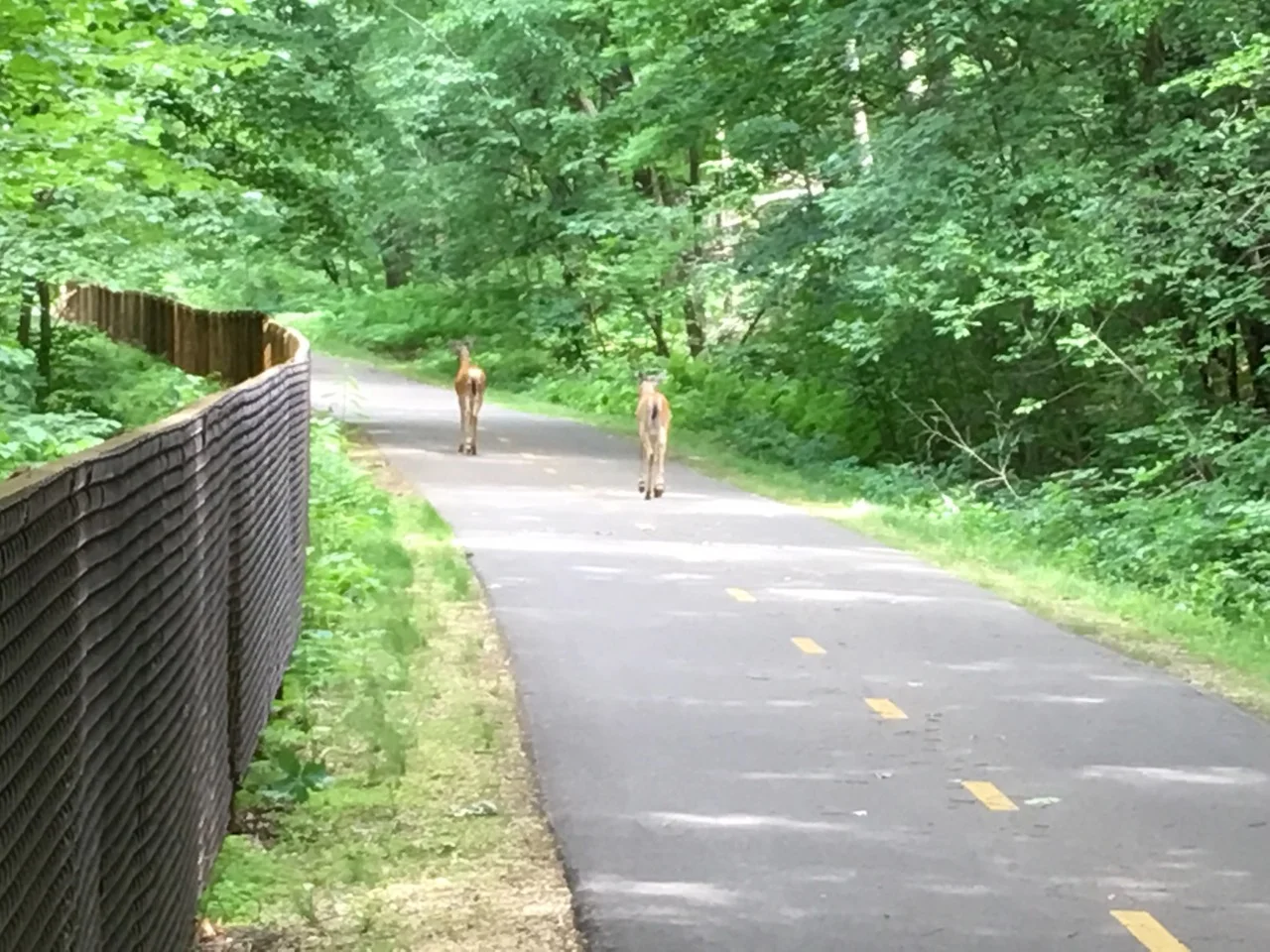 These two youngsters were doing their best to figure out the meaning of the yellow line on Brown's Creek State Trail. Shortly after I took this pic they jumped the fence and headed for the woods. Some folks just aren't meant for pavement. I completely understand . . .