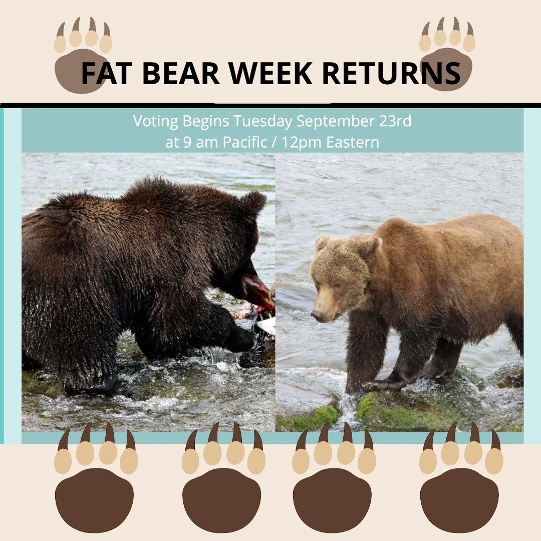 #FatBearWeek is upon us. If you're not familiar, thank me later. If you've already called in sick and are watching the livestream, I'll be there in a second. #bestweekever https://explore.org/fat-bear-week #walkoflife