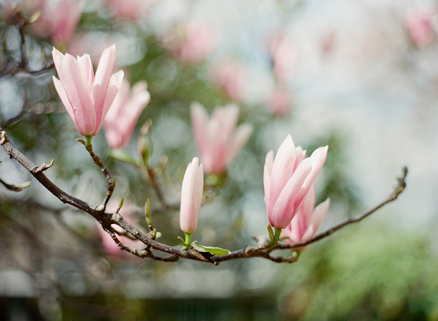 Magnolia blossoms blooming in Paris.