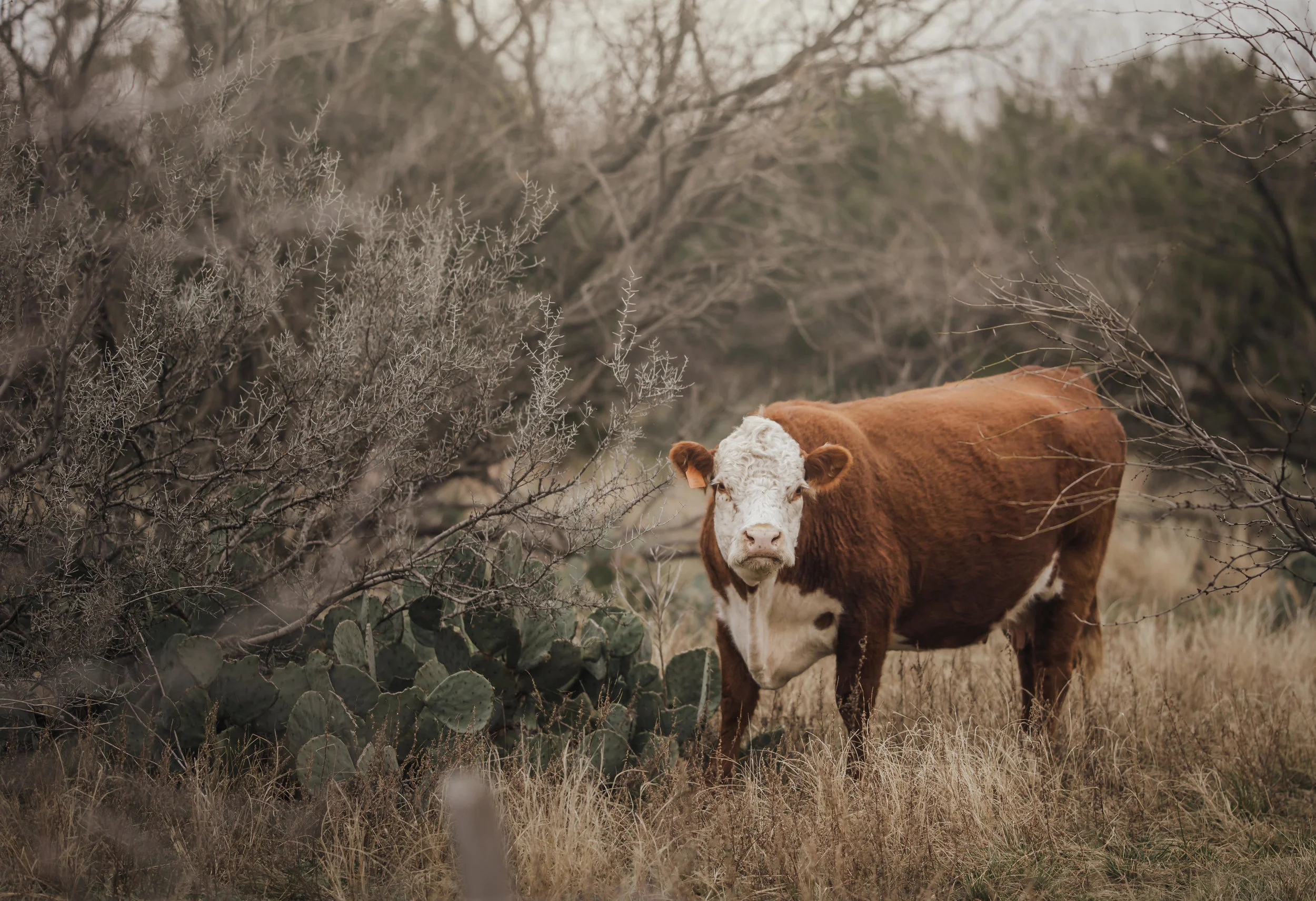 Happy New Year 2019, I took pictures of cows.