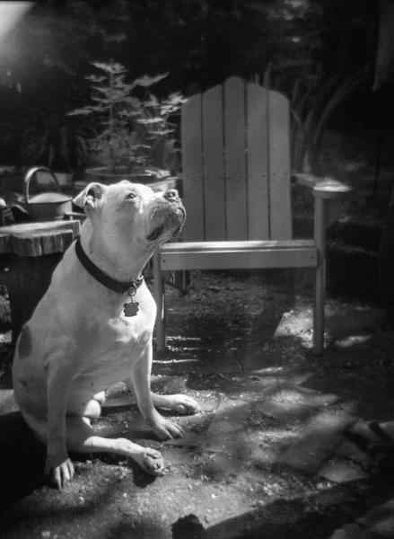 Aisha JustDogs-15.jpg