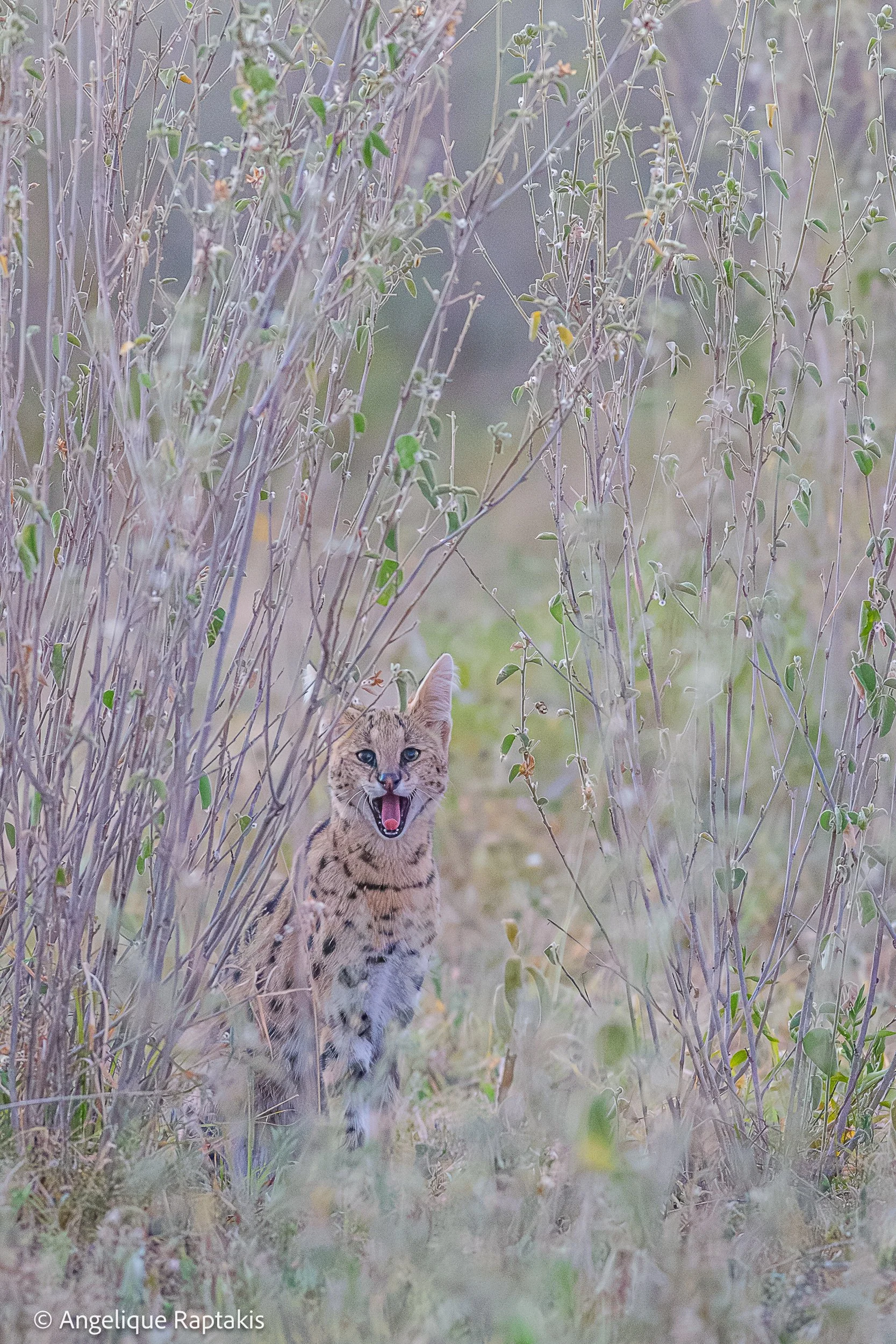 Angelique Raptakis - Mondo - Serval Cat - web.jpg