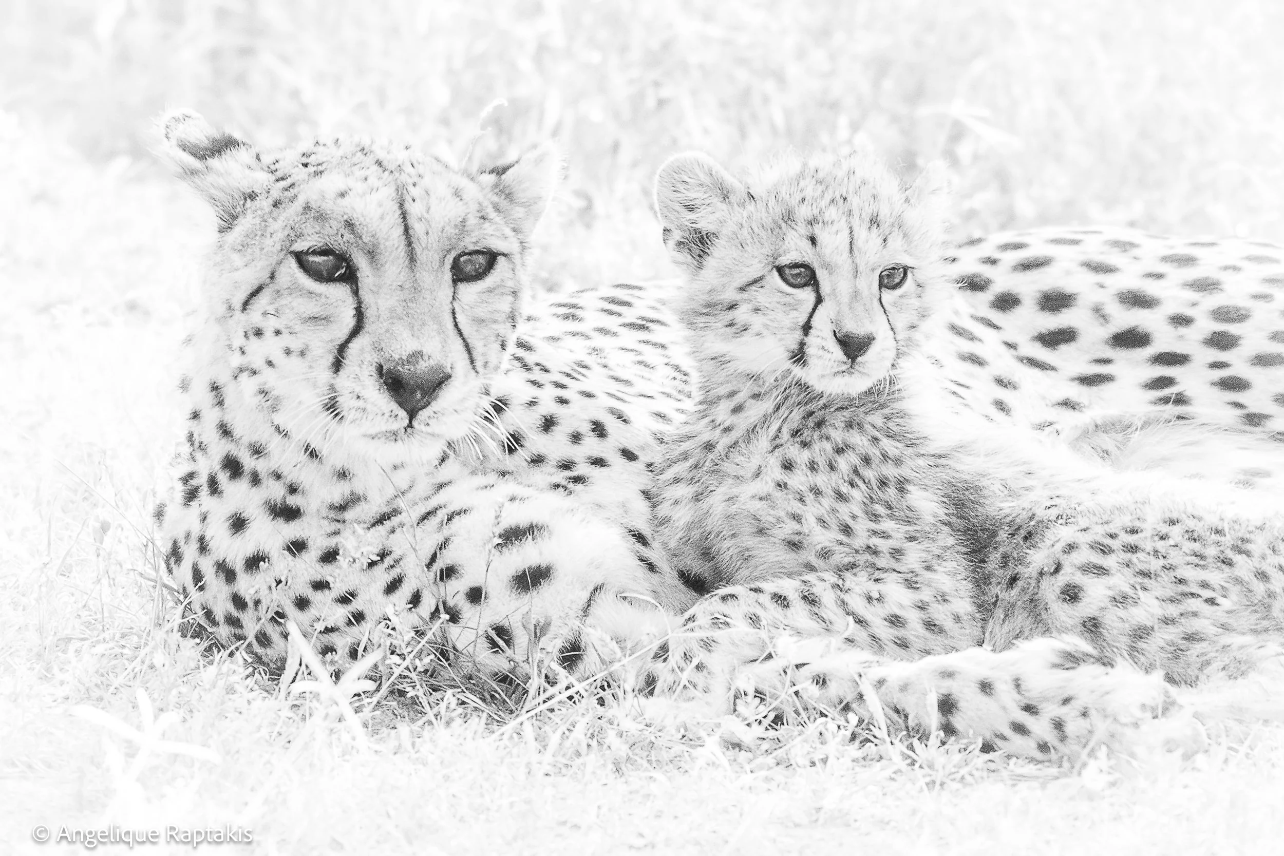 Angelique Raptakis - Duma - Cheetah and Cub - web.jpg