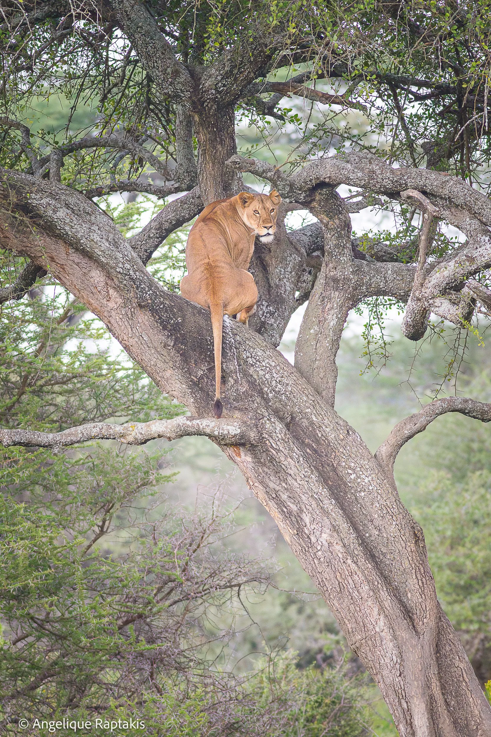 Angelique Raptakis - Simba in Acacia - web.jpg