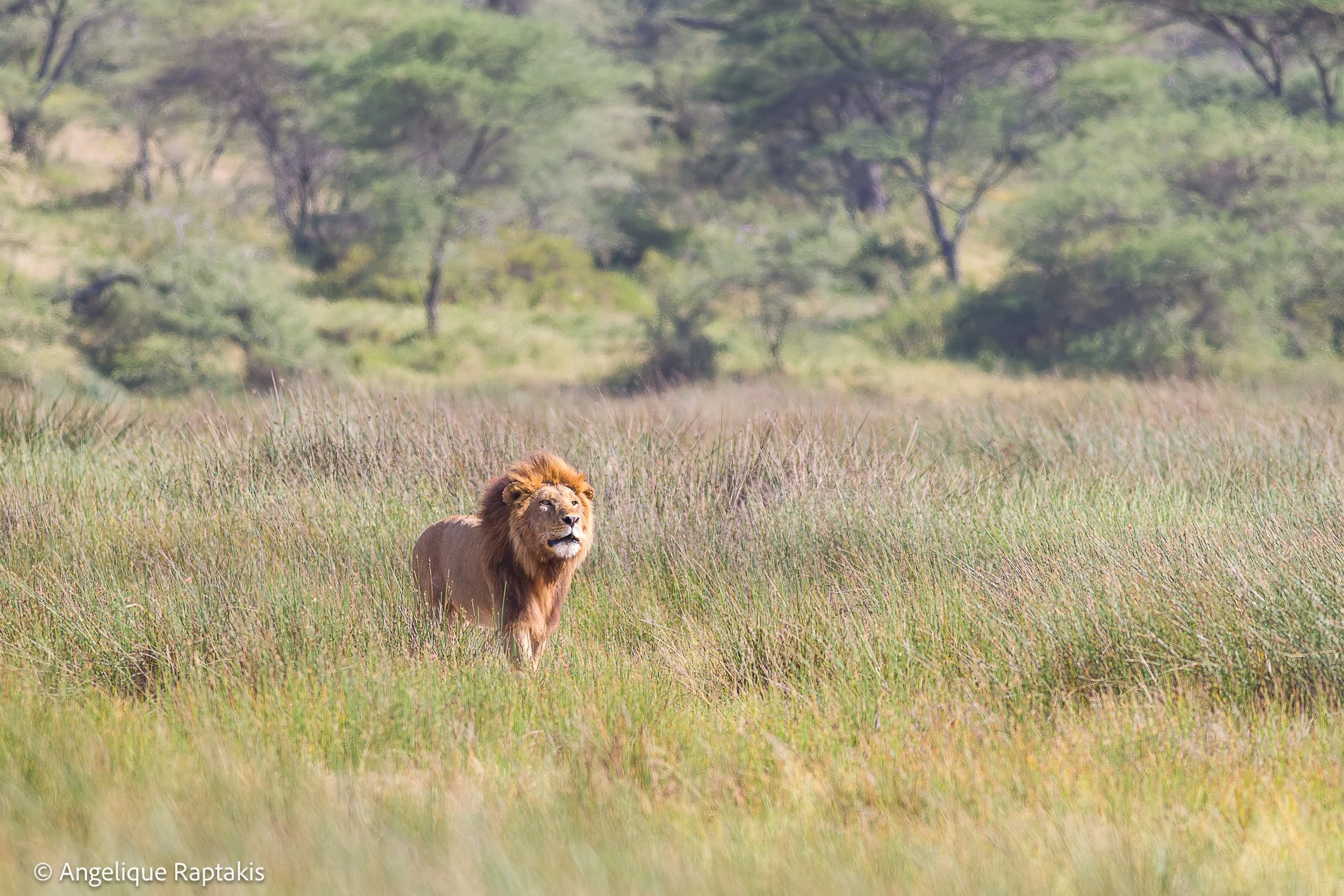 Angelique Raptakis - Ndutu Simba - web.jpg