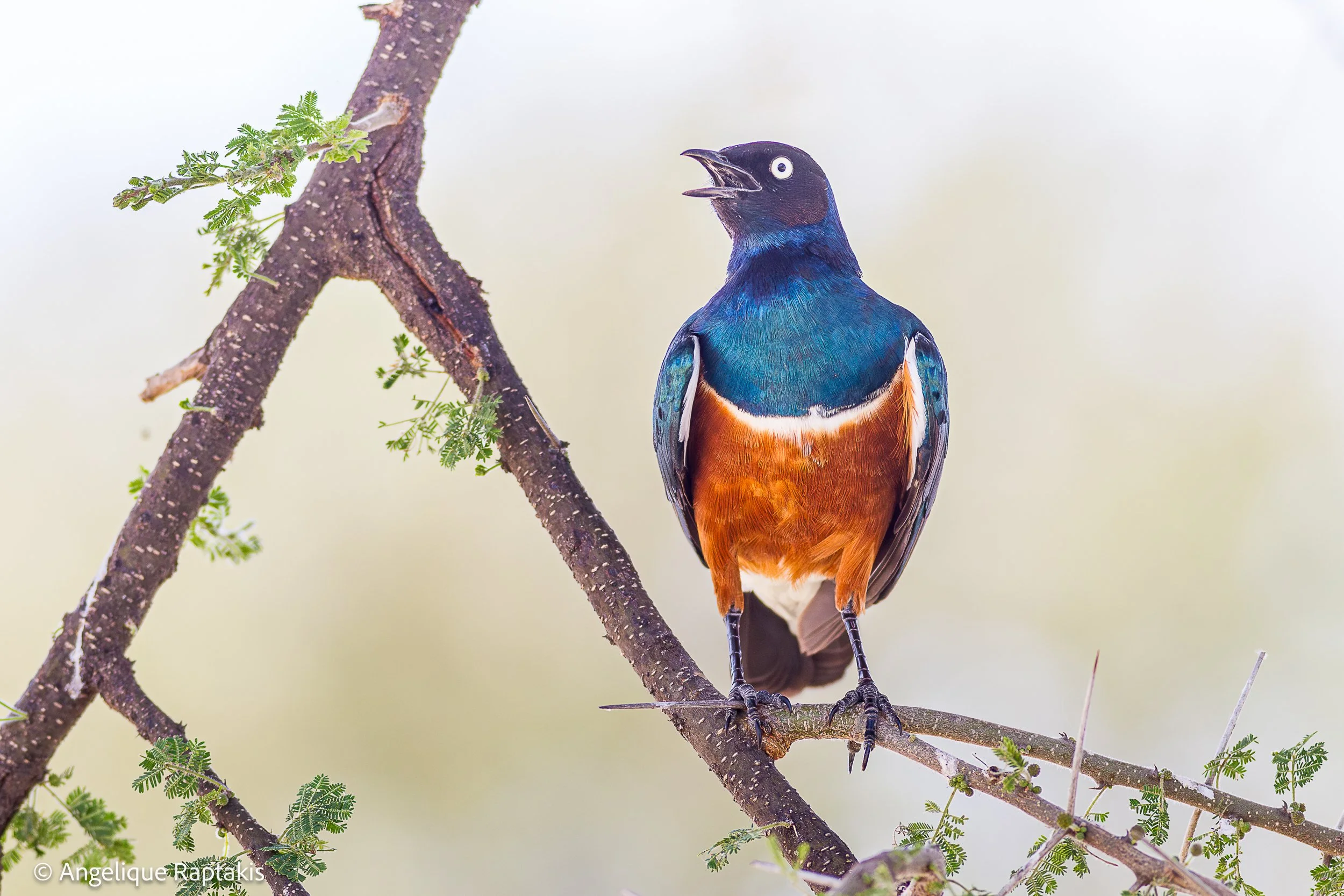 Angelique Raptakis - Superb Starling in Acacia - web.jpg