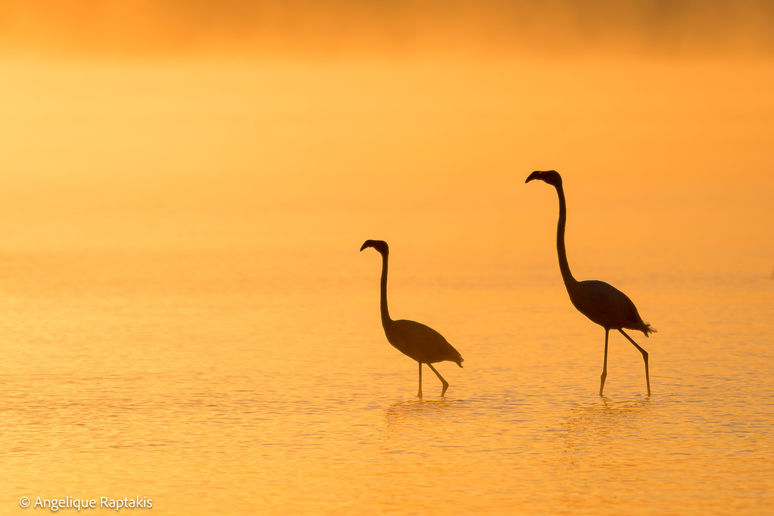 Angelique Raptakis - Greater & Lesser Flamingos at Sunrise - web.jpg