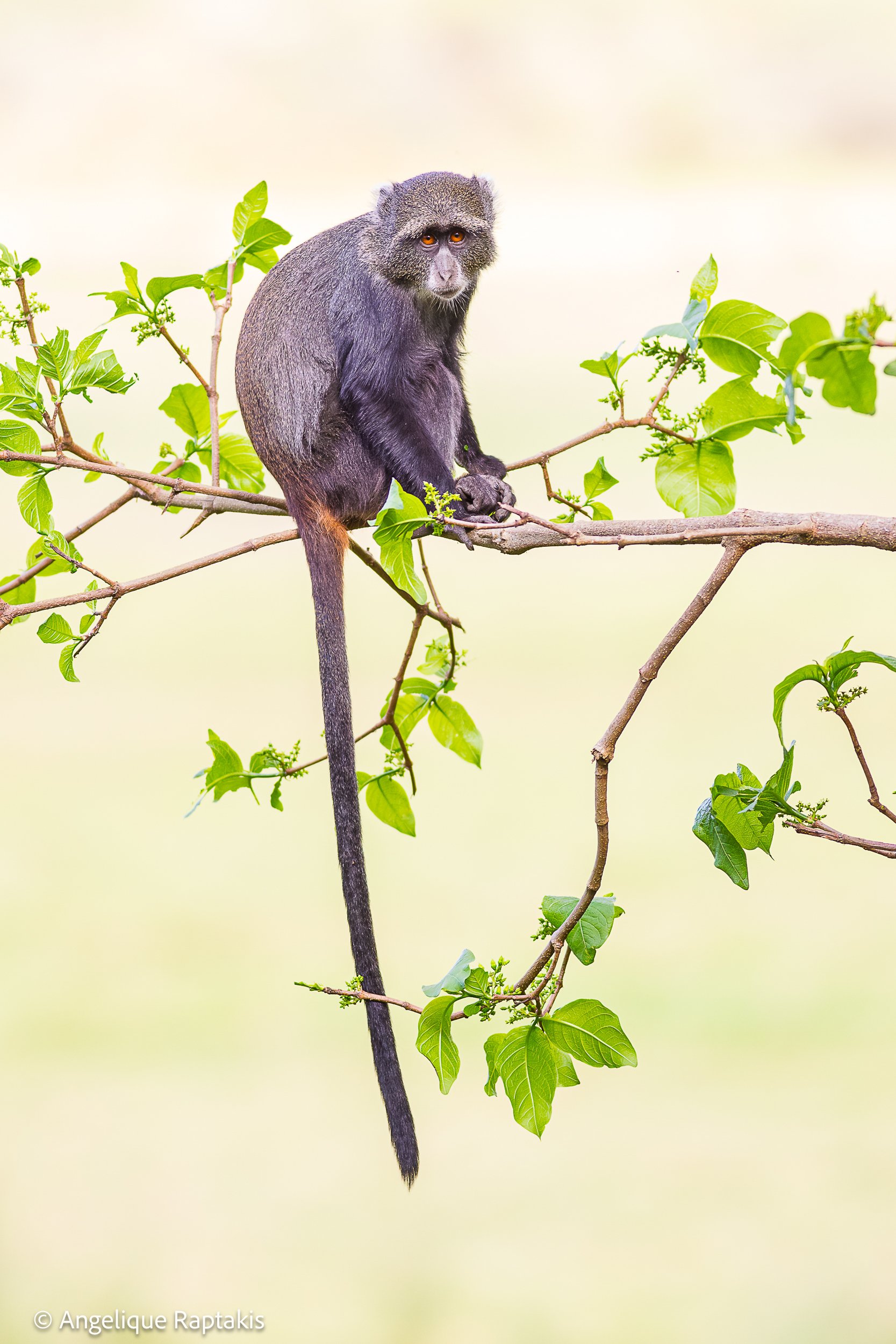 Angelique Raptakis - Kima - Blue Monkey - web.jpg