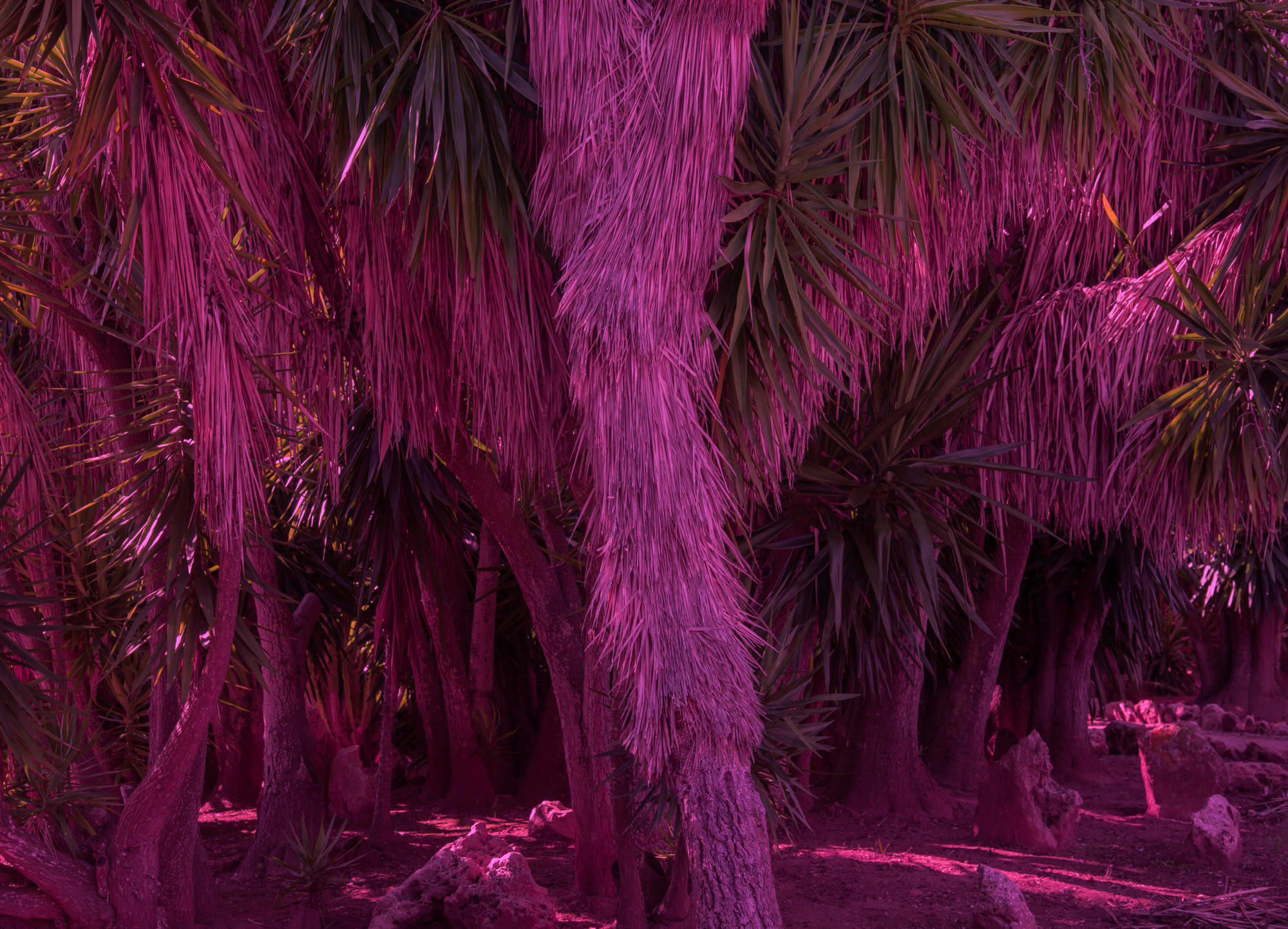 Courtesy: Kunst & Denker Contemporary, RALF BRUECK, Belleza Peligrosa, 2018, C-PRINT, Acryl kaschiert, gerahmt, 210 x 156 cm