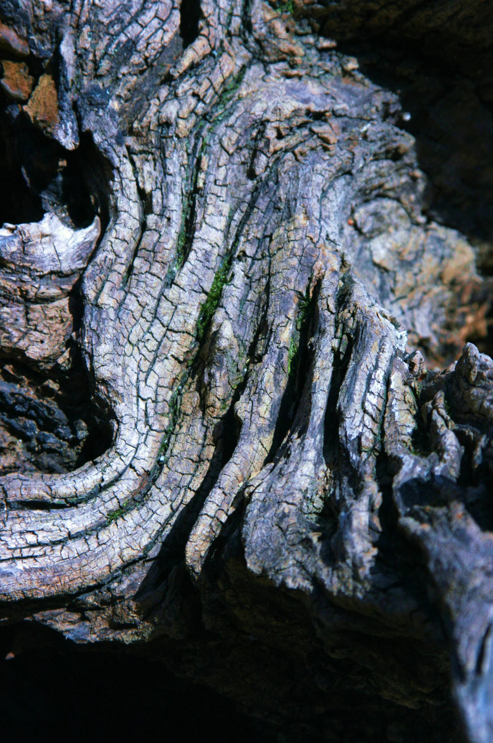 Tree Bark 1