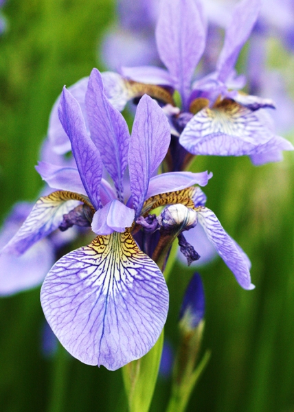 Iris