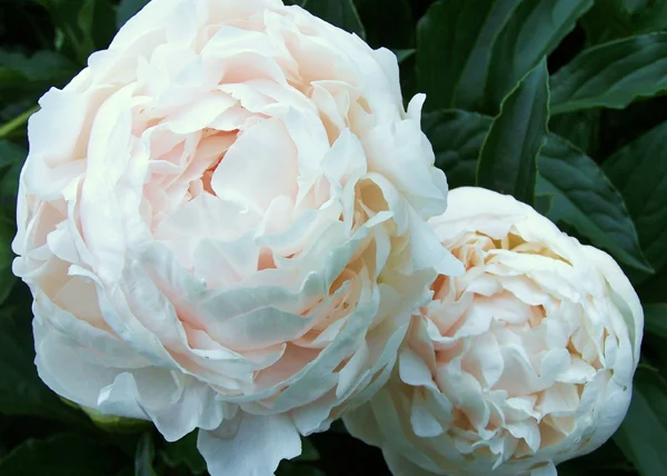 Pale Peony 1