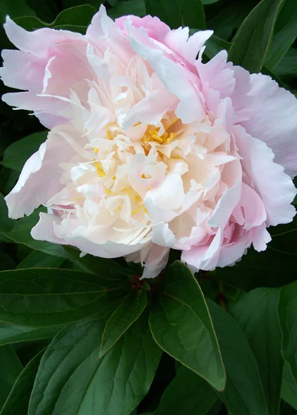Pale Peony 2