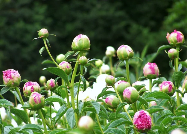 Dark Peony 2
