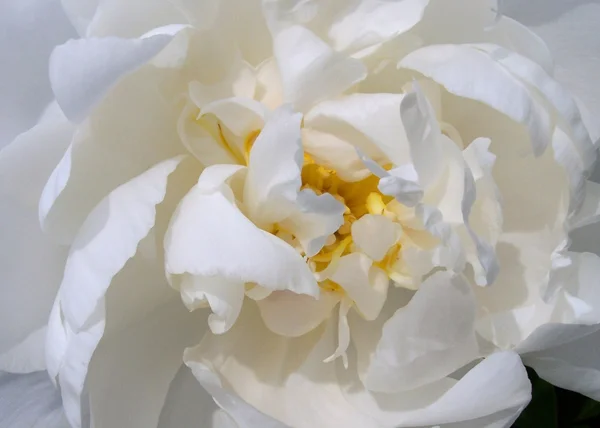 White Peony 1