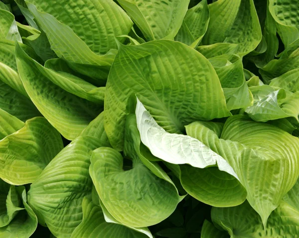 Hosta 
