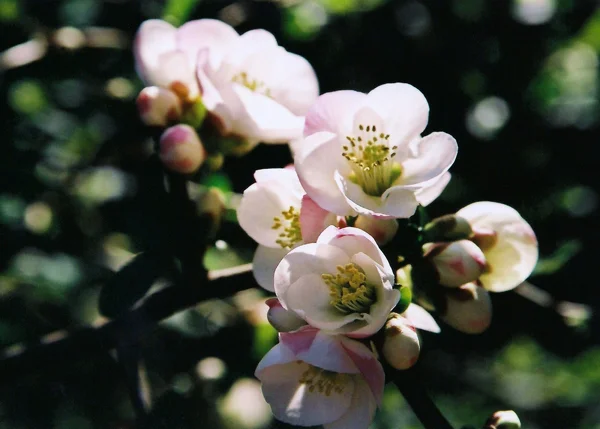 Spring Blossoms