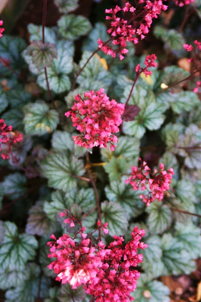Coral Bells