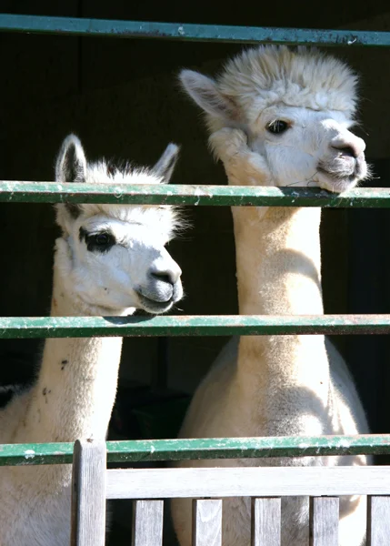 Alpacas