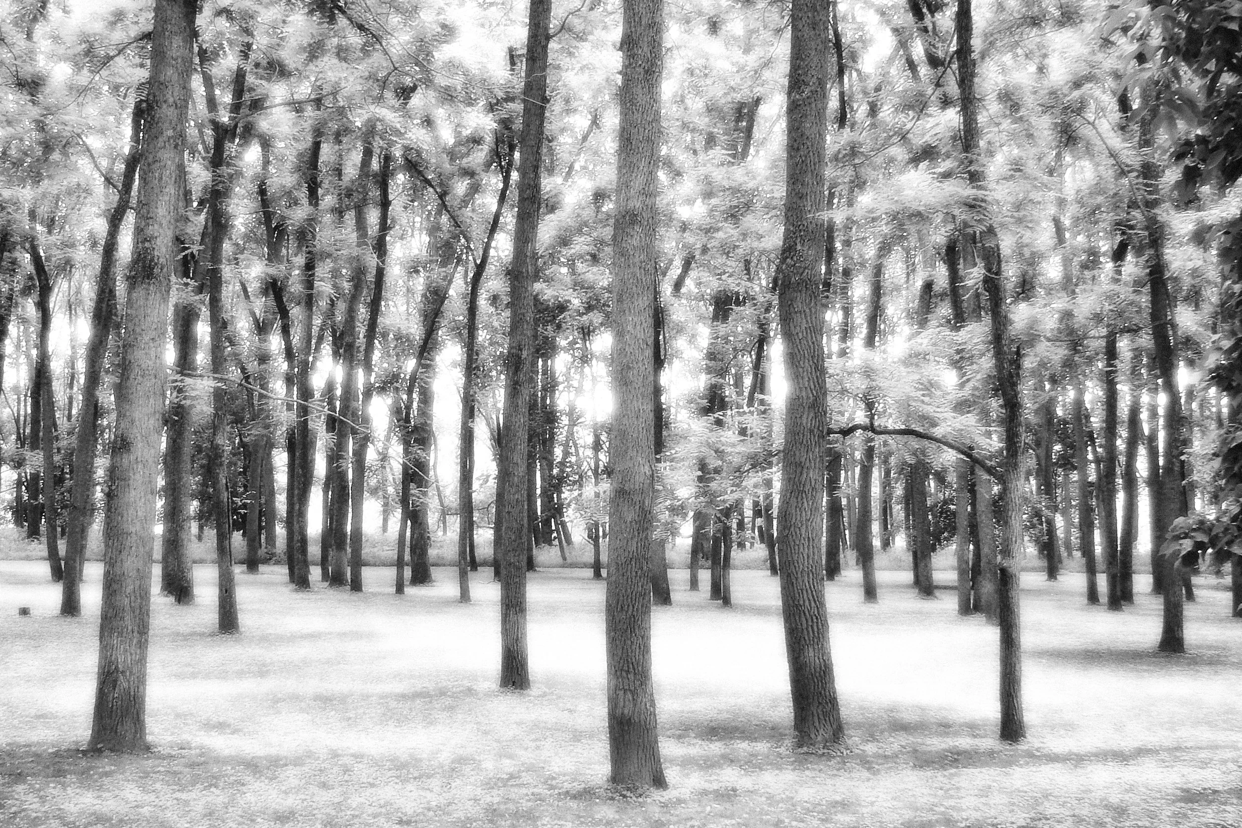 DreamingAmongTrees07.jpg