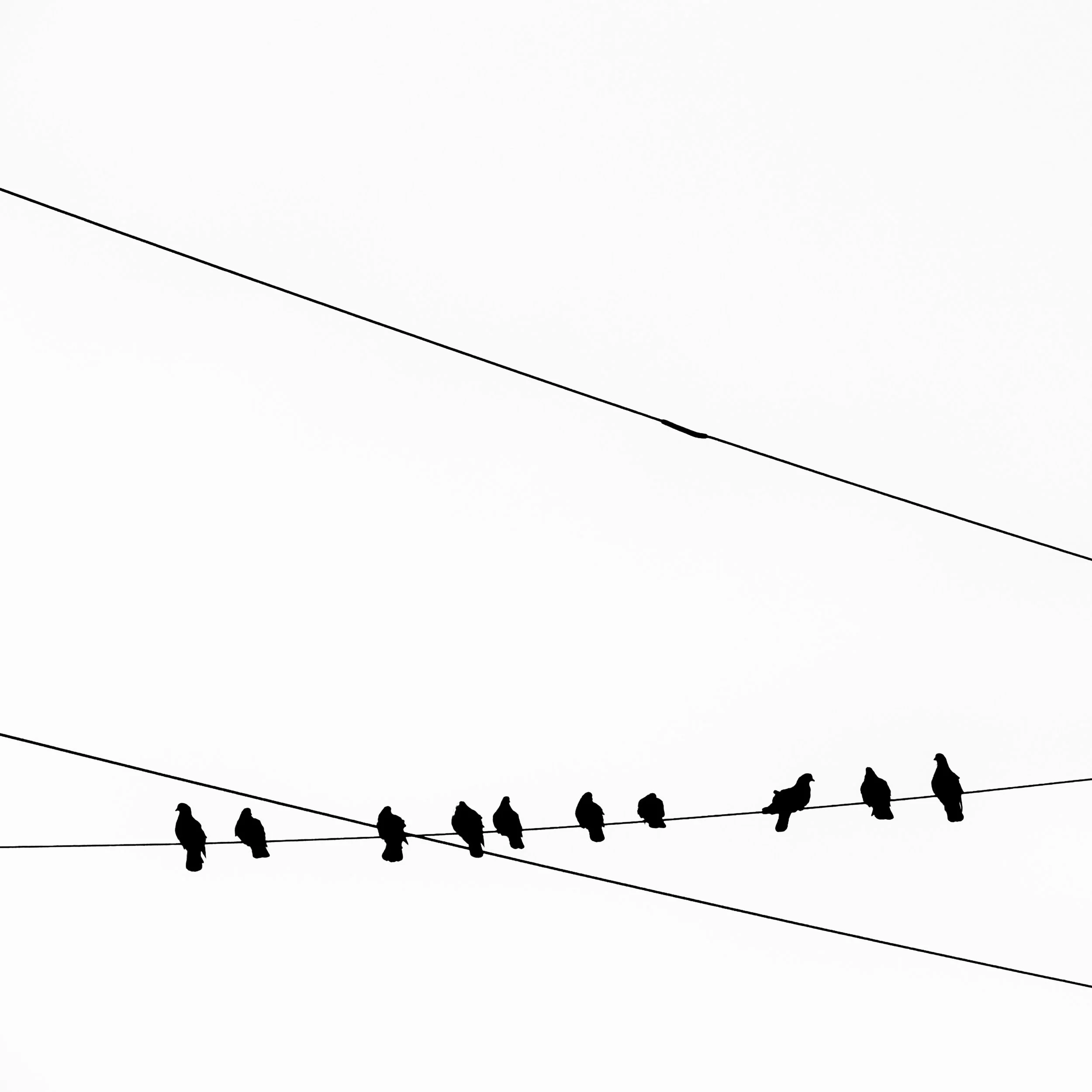 TheBirds4.jpg
