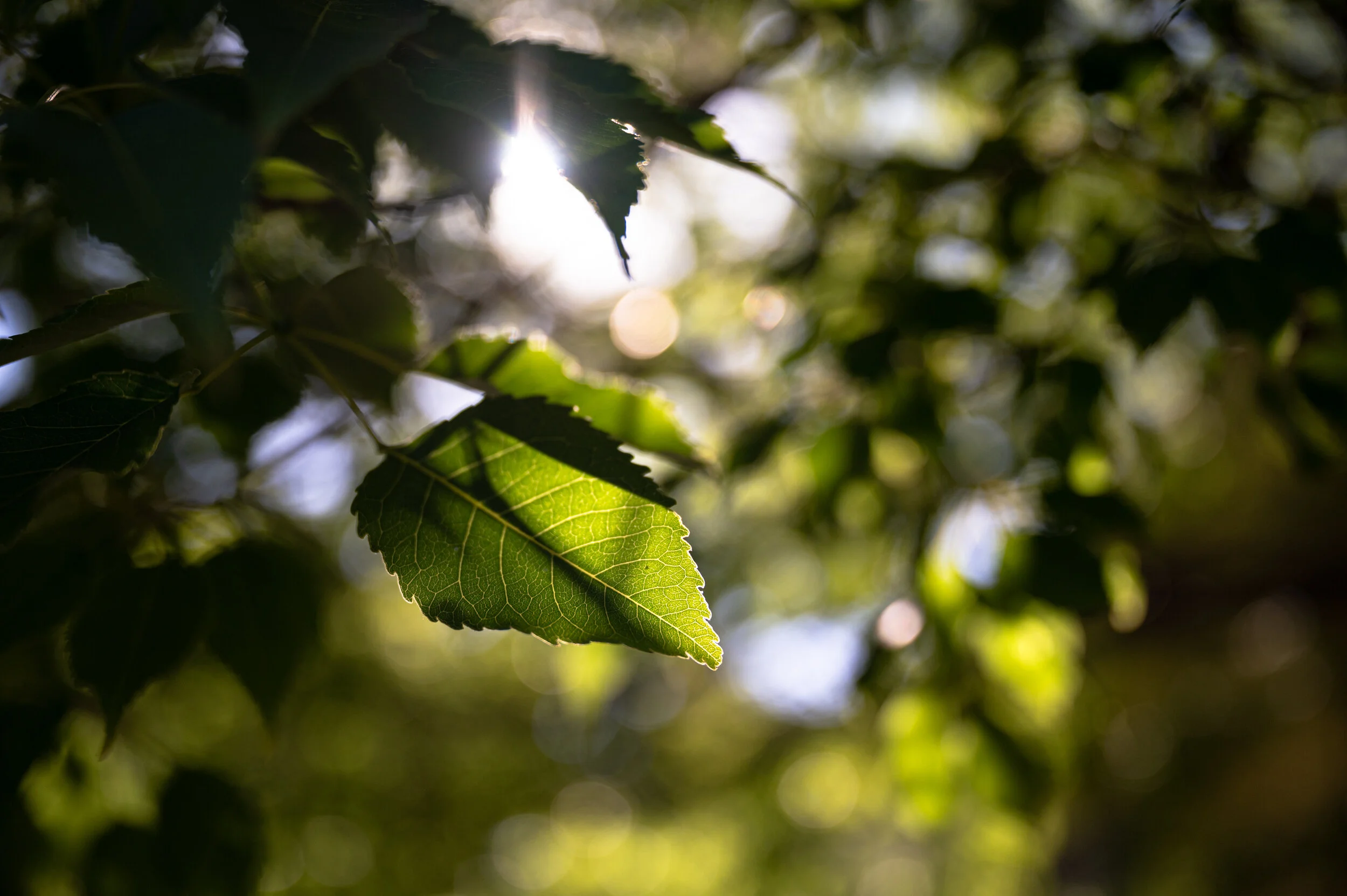 _DSC0898.jpg