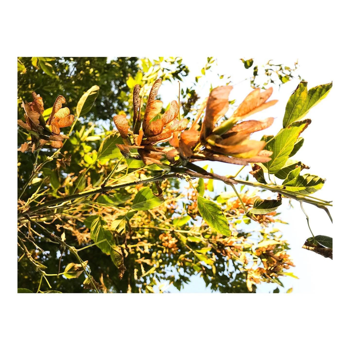 Golden hour beauty. ☀️