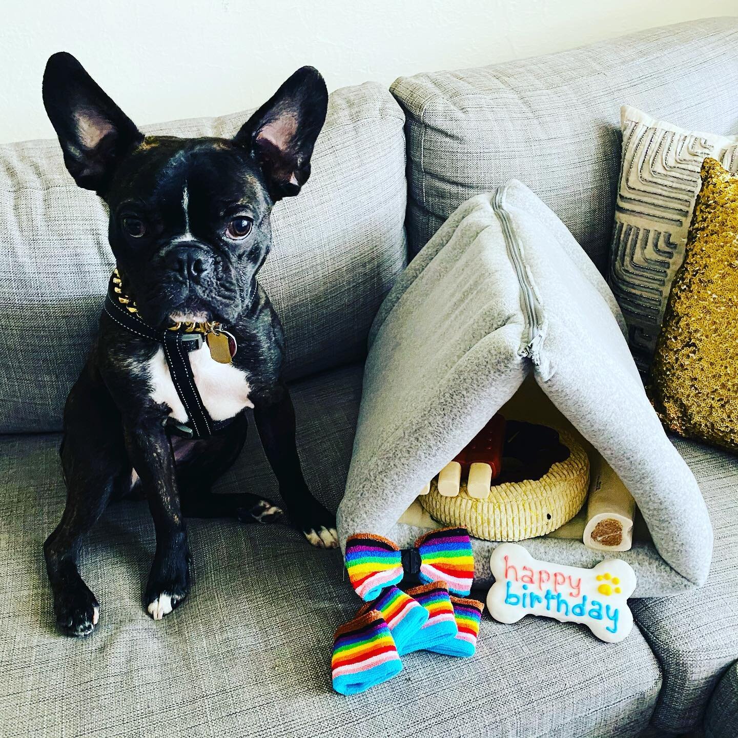 Happy 1st birthday to our pandemic puppy, Frank! He&rsquo;s the smoooooooshiest!
#frenchie #frenchbulldog #bostonterrier #frenchtonsofinstagram #thesweetest #puppiesofinstagram #puppylove