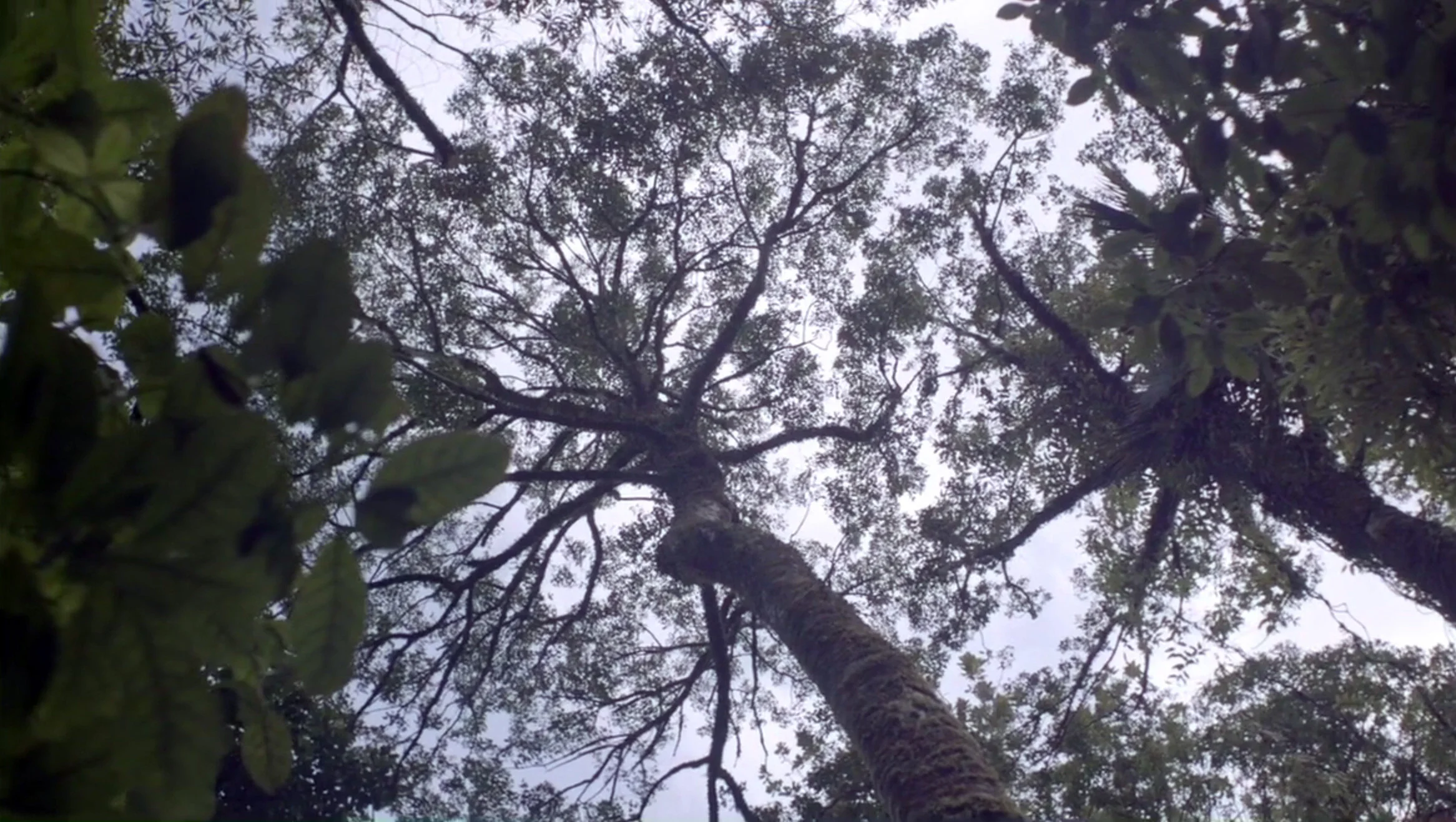 Kauri.jpg