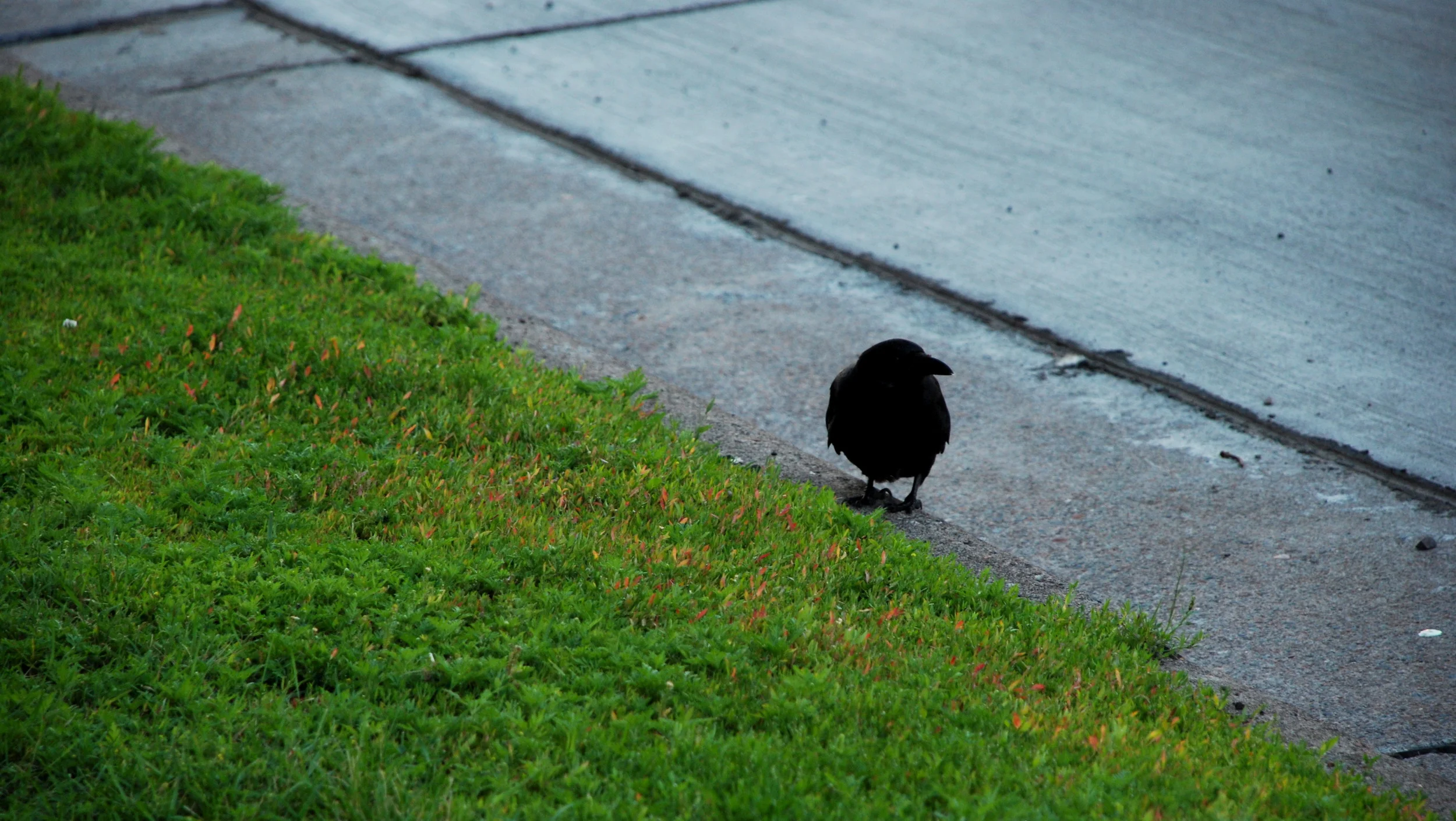 The Raven PRINT.JPG