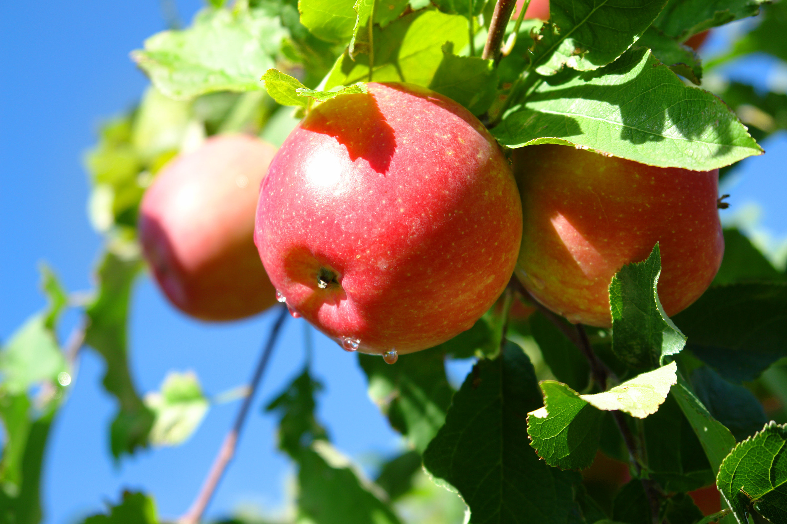 Order Organic Fuji Apples Viva Tierra