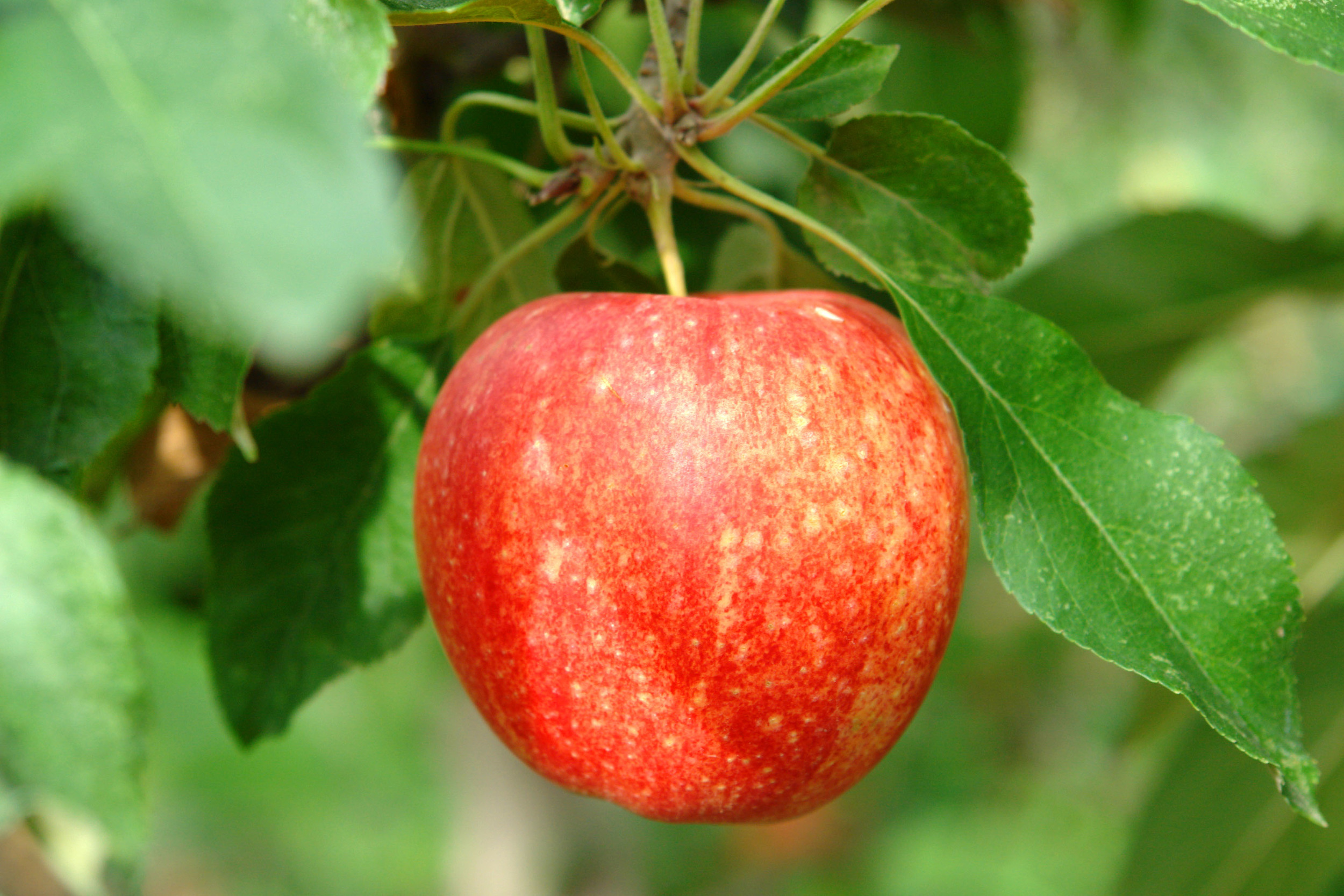 Fresh Organic Pink Lady Apples, 2 lb Pouch