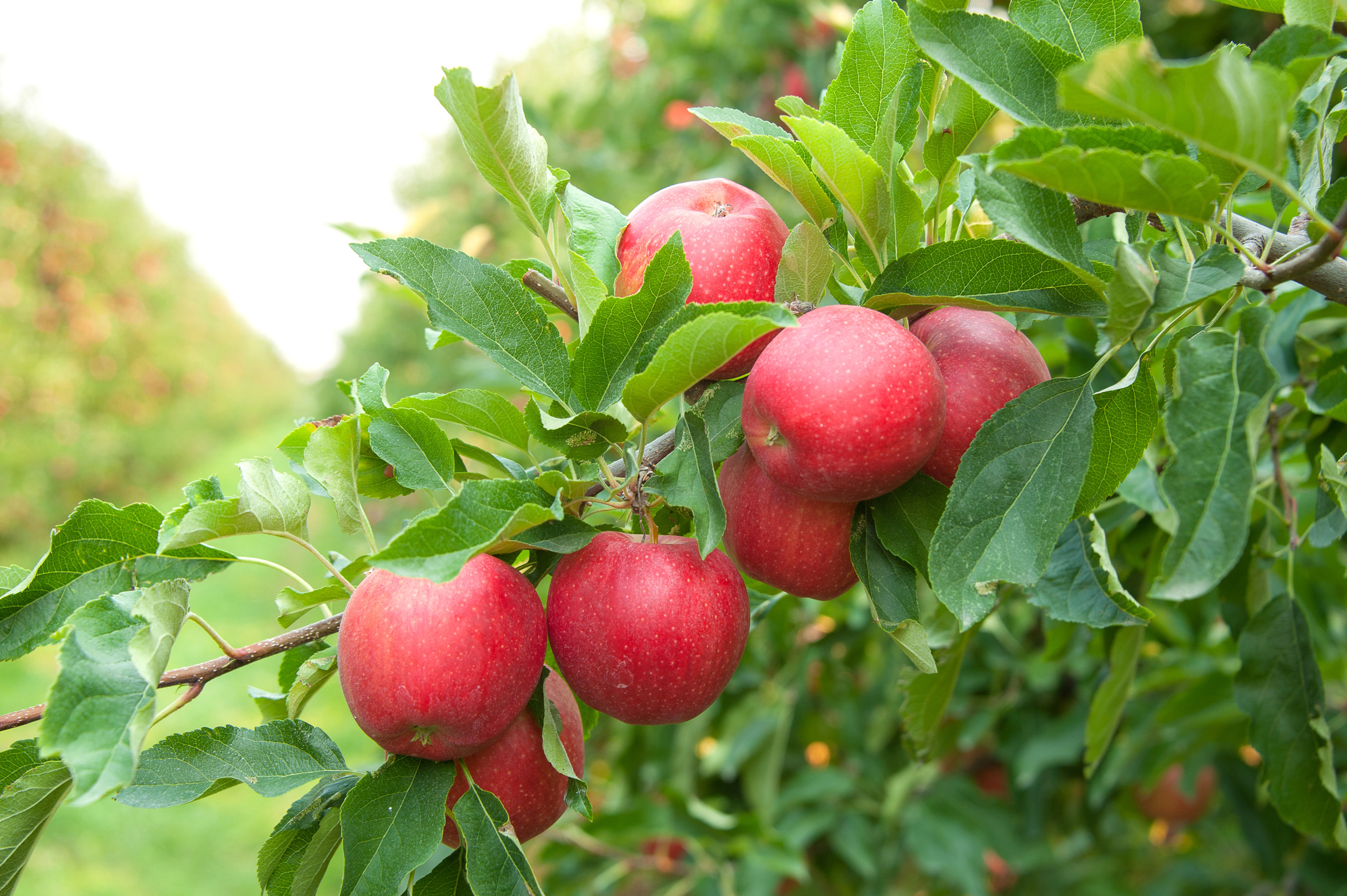 Honeycrisp™