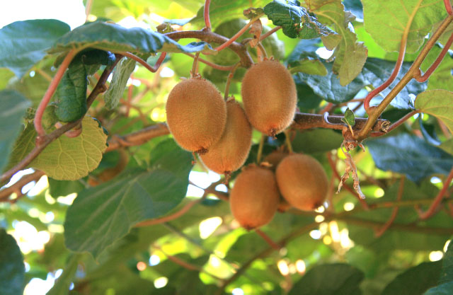 Green Kiwifruit