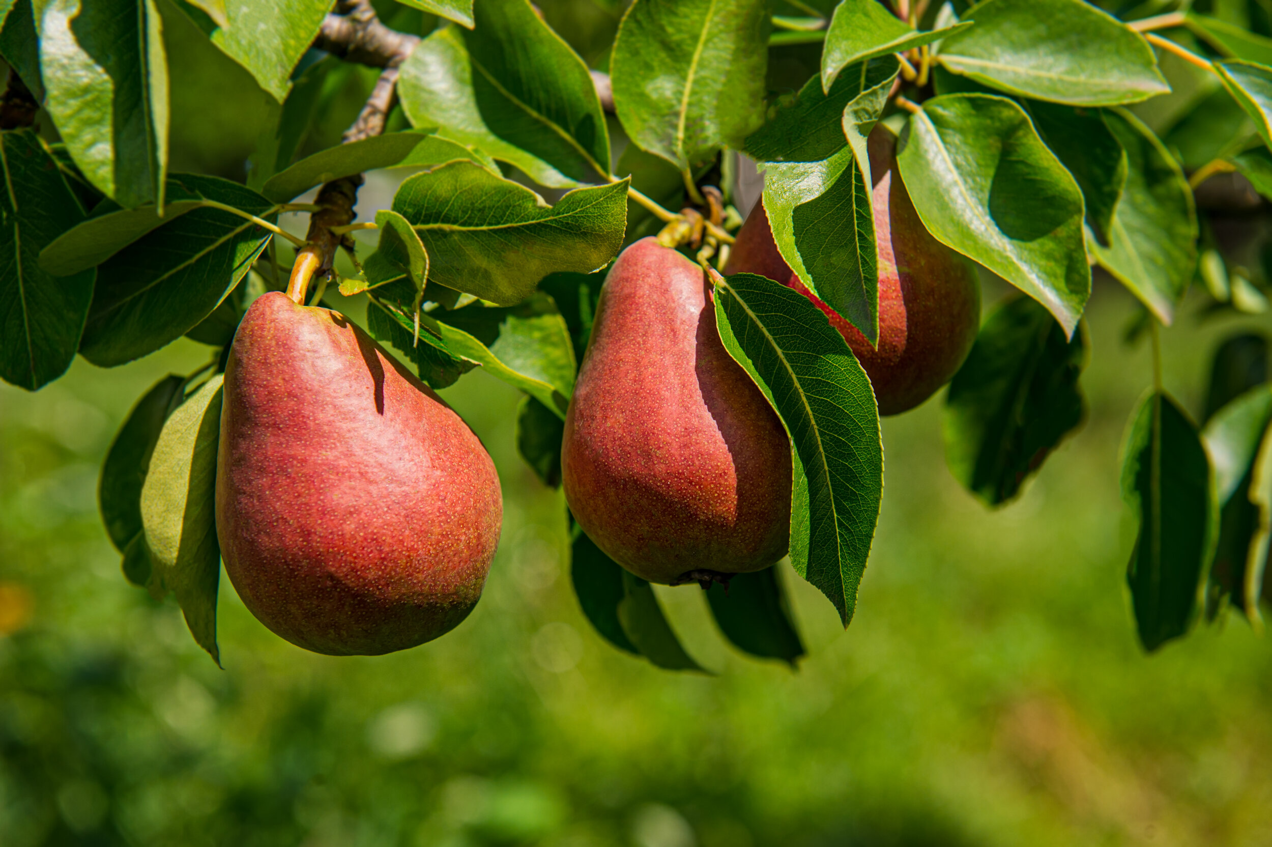 Red D'anjou