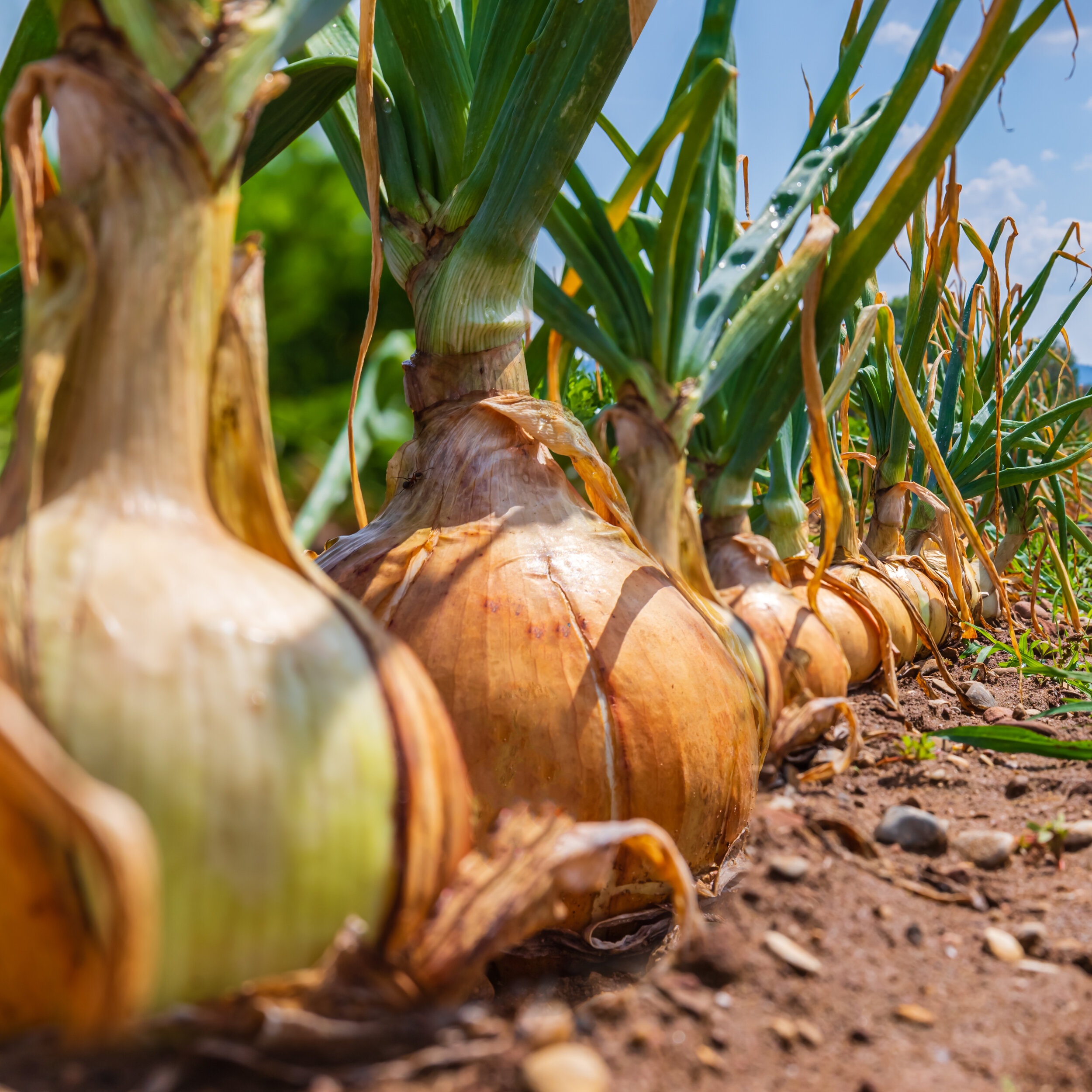 Sweet Yellow Onion