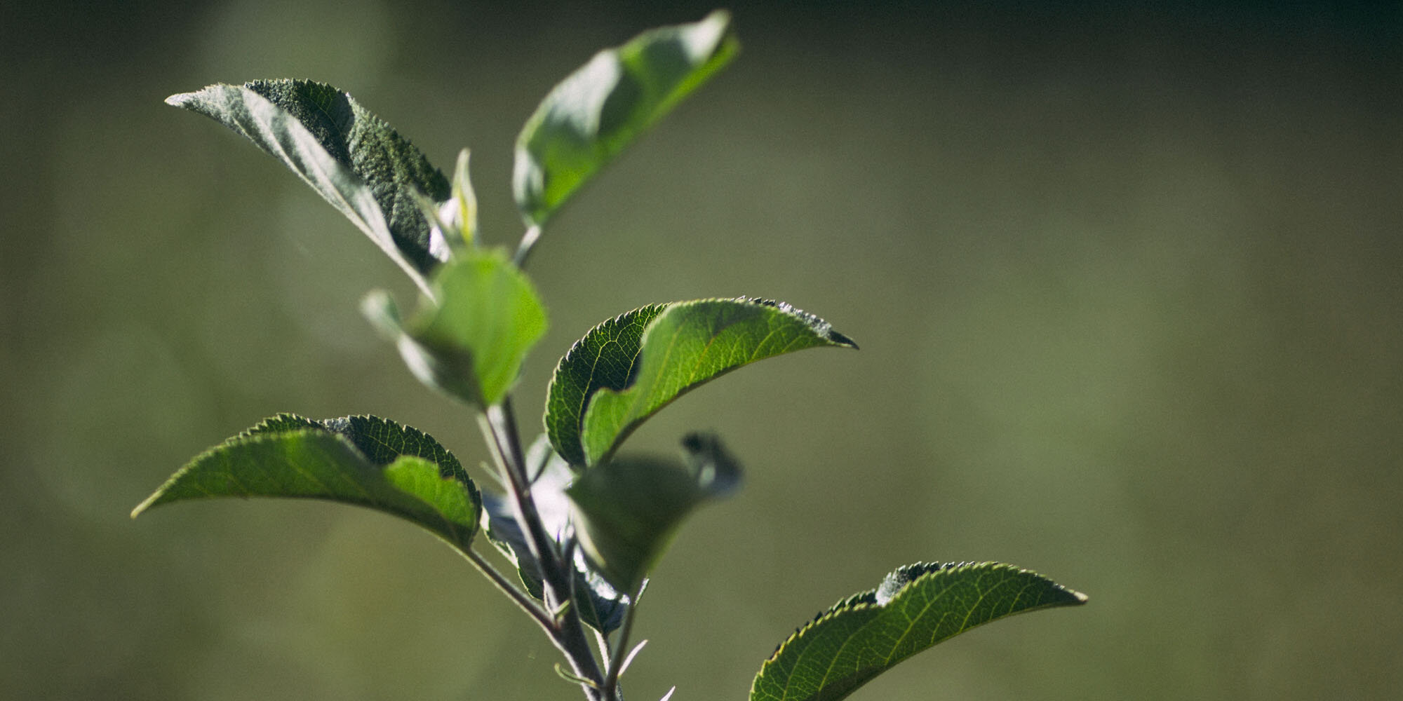 SustainabilityCaseStudy-AW_VIVATIERRA_COSECHA2016_0057.jpg